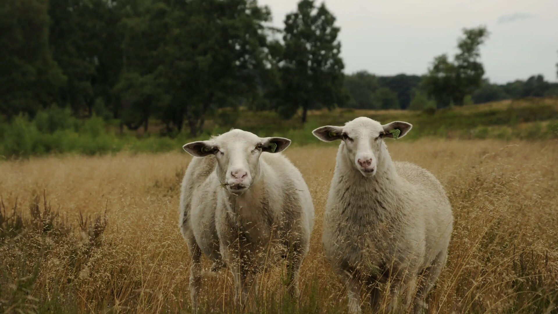 Dag van het Nationaal Park in de Maasduinen