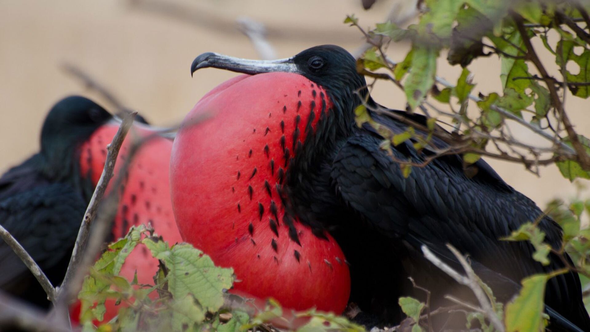 Lezing in Den Helder: De Galapagos, een andere wereld