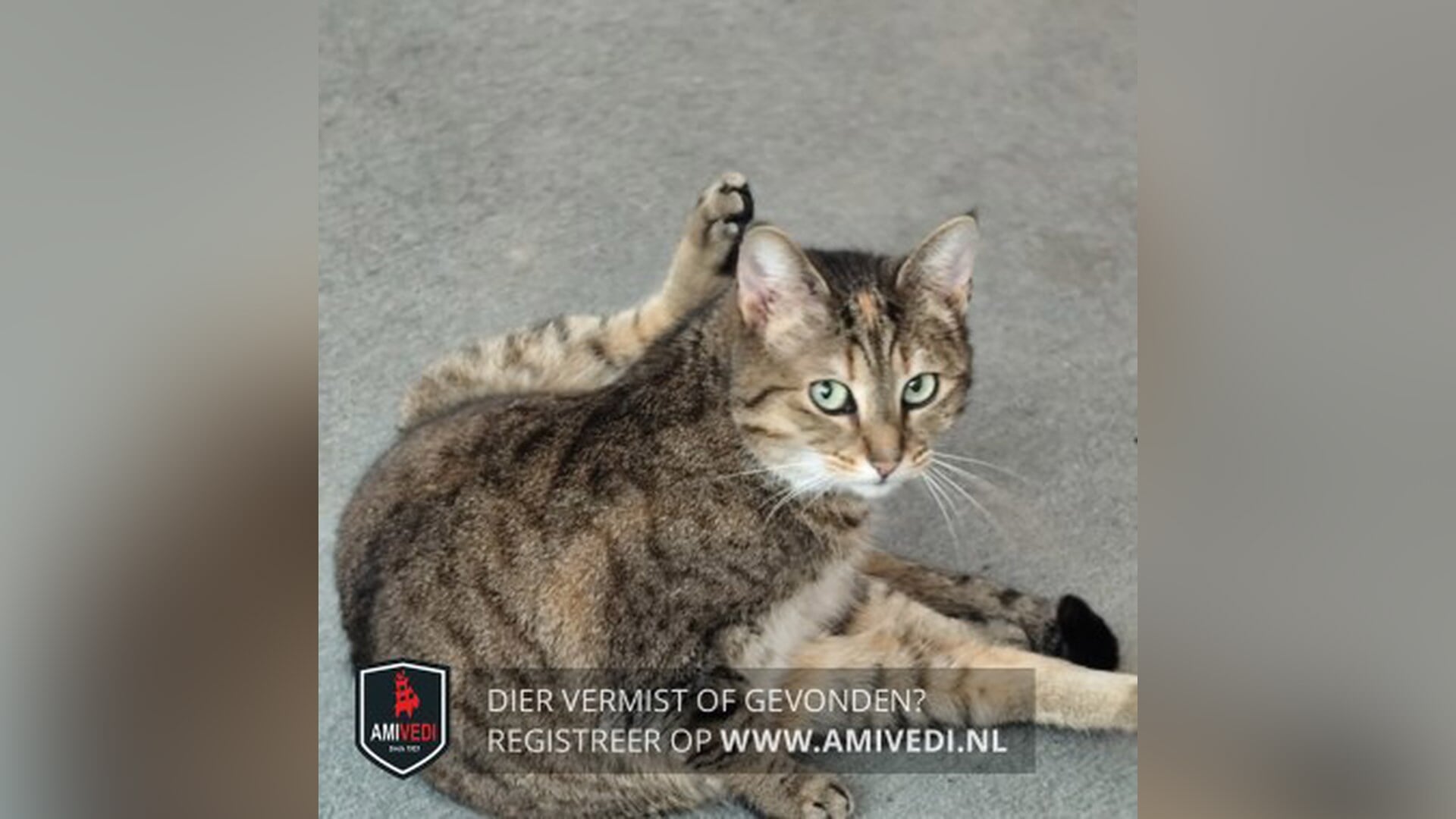 Vermist en gemist: poes Kate