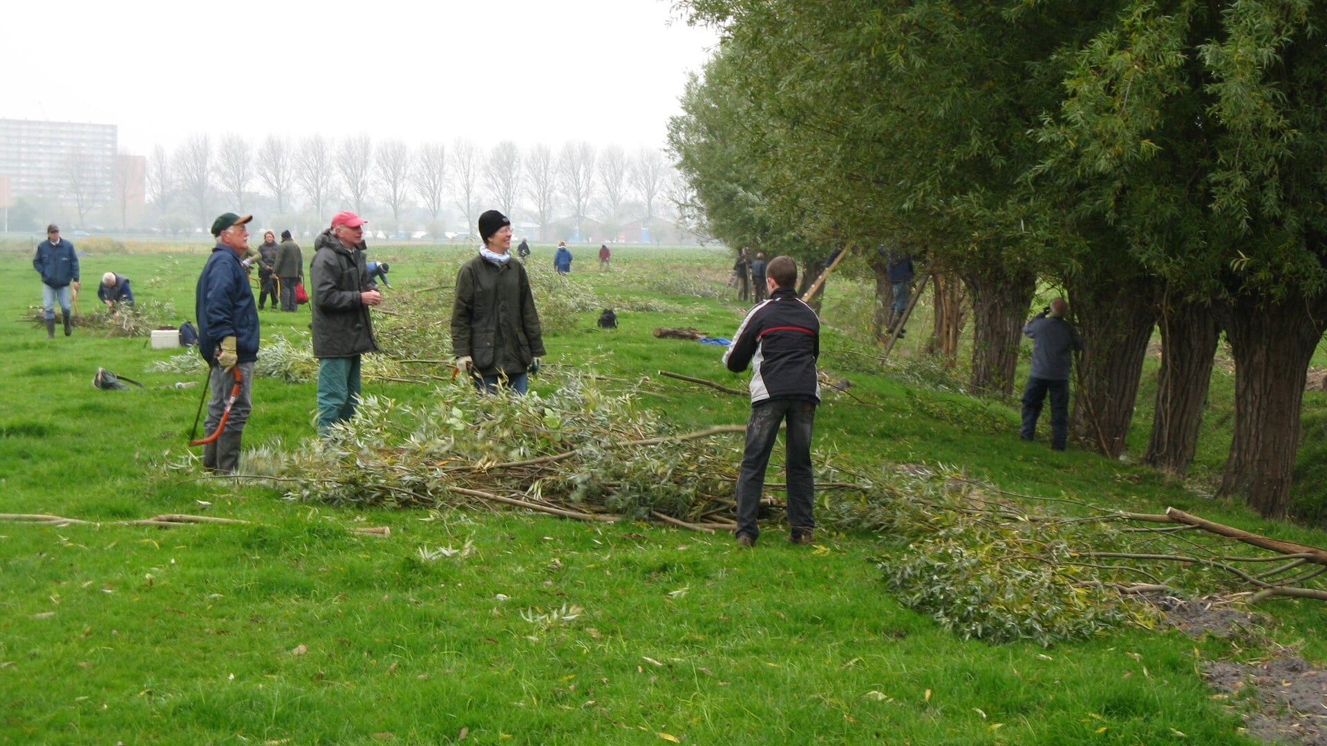 Wilgen knotten in Maasland