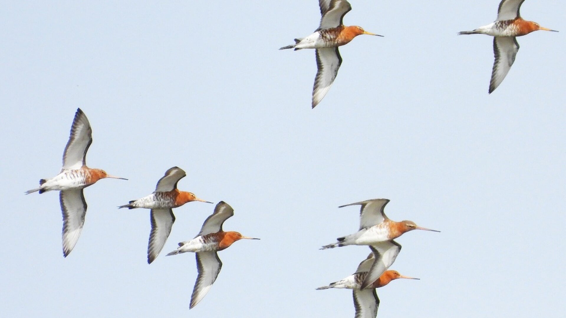 Lezing Vogeltrek en onderzoek