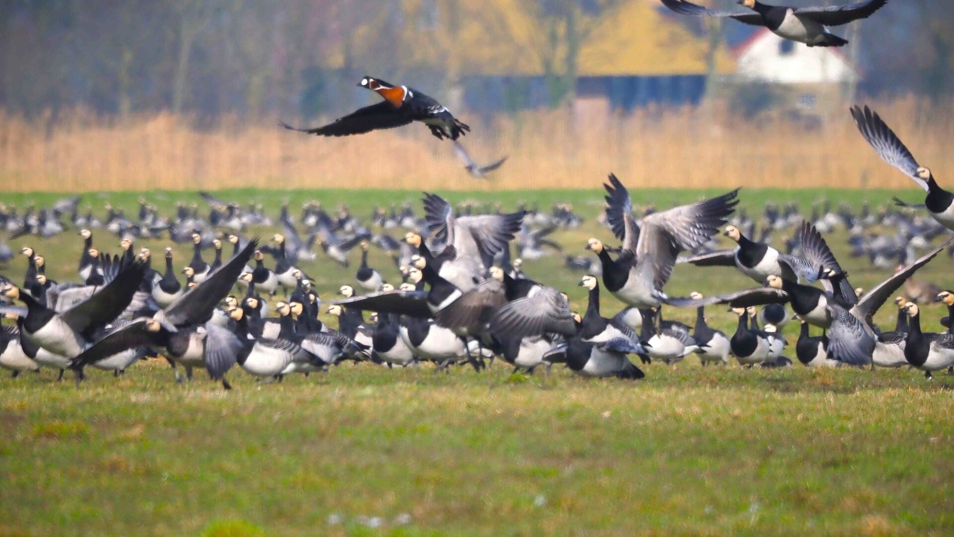 Vogels in de winter uit elkaar houden