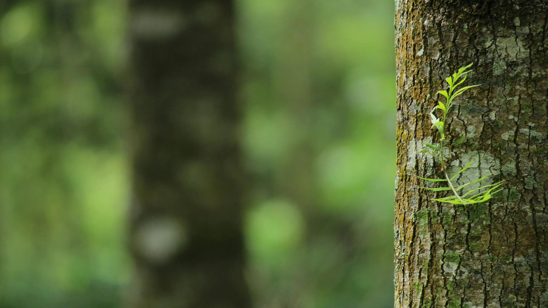 Start van grootschalige aanplant in Middenmeer