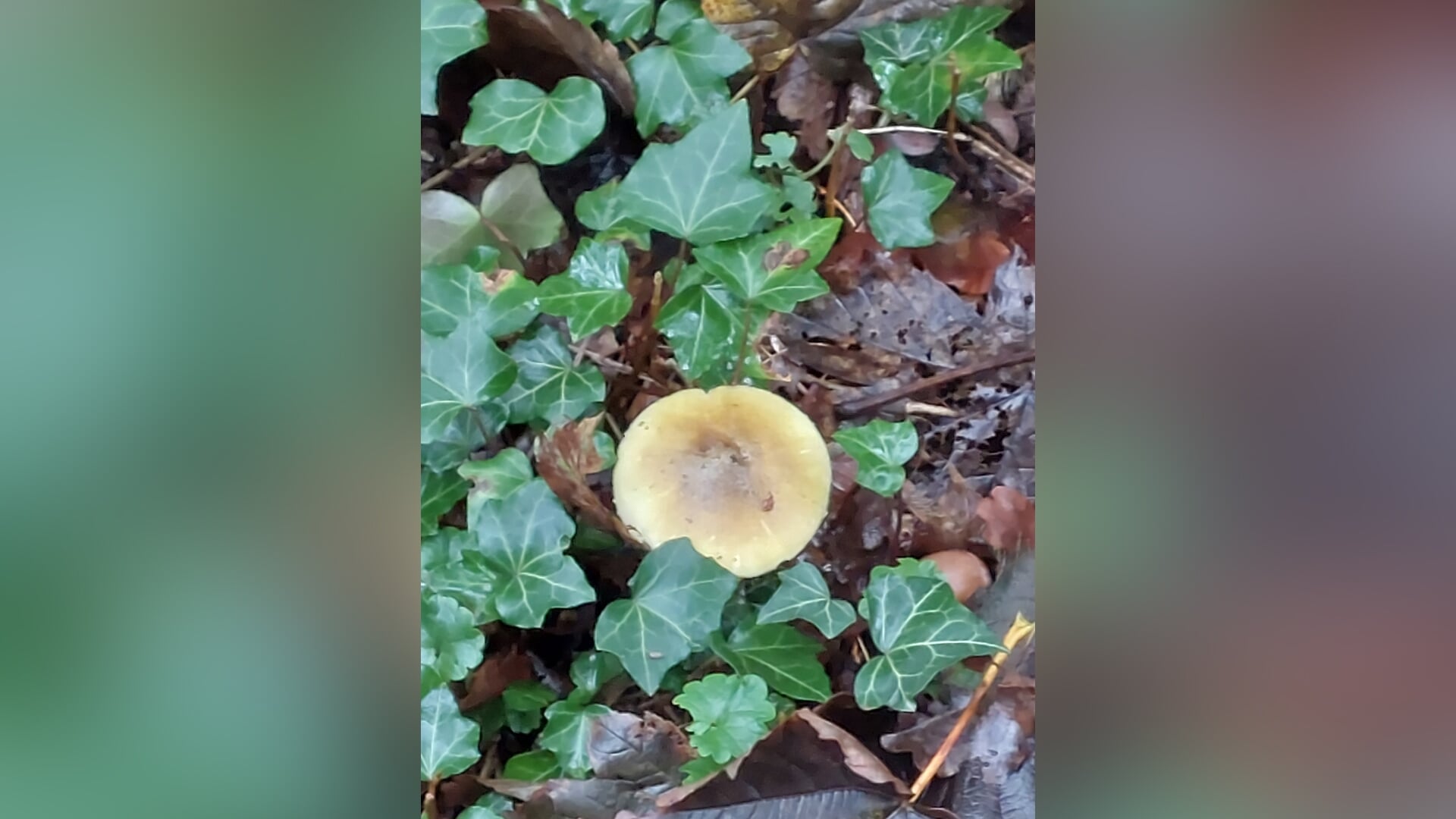 Herfstwandeling met grazers en paddenstoelen