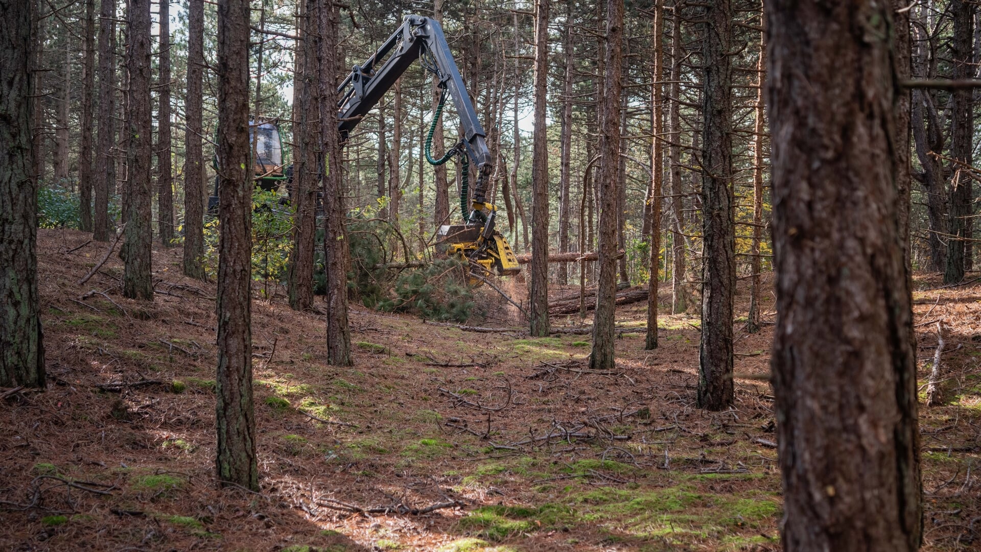Dunning in Schoorlse Duinen gestart: jonge bomen krijgen ruimte