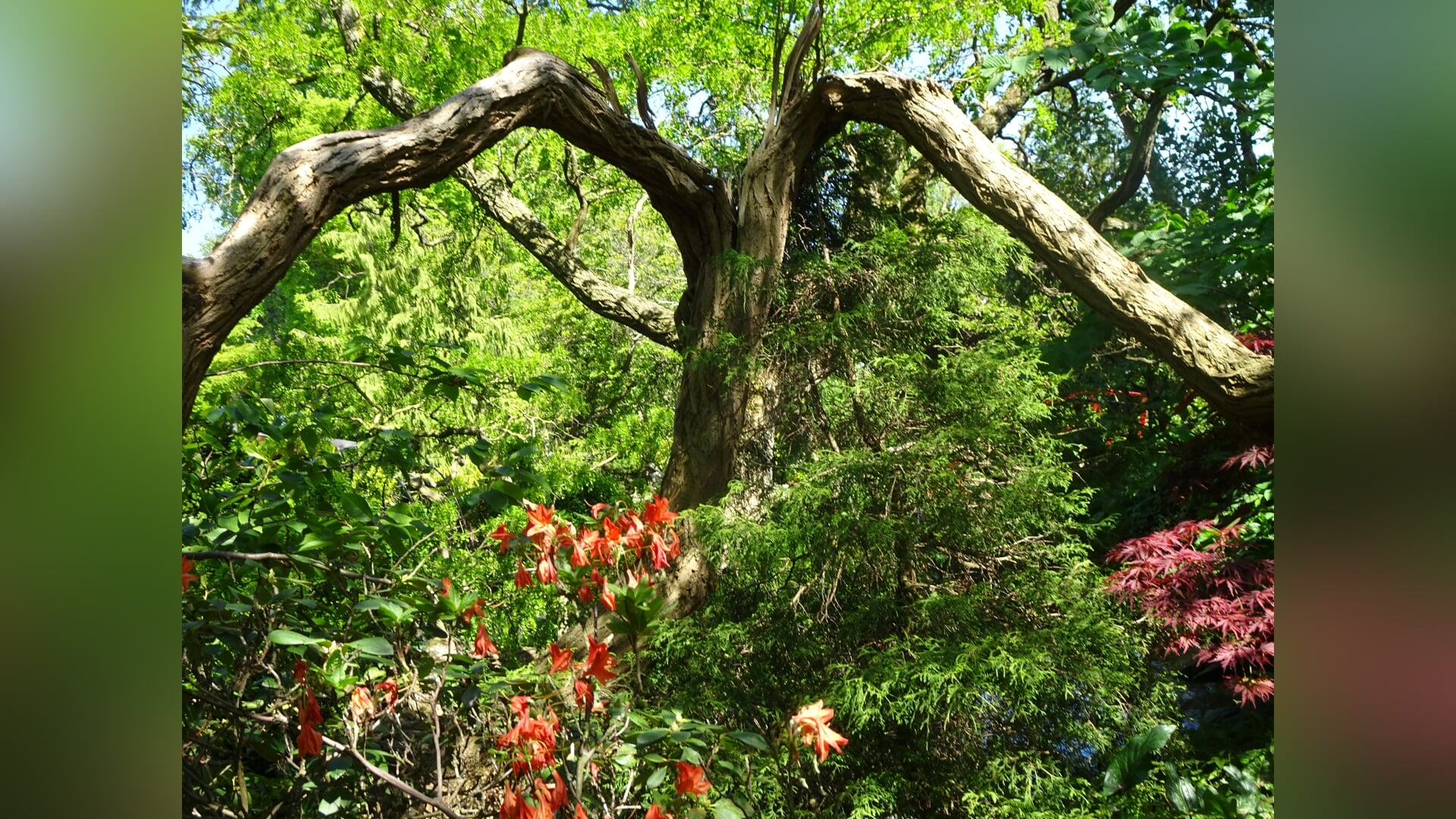 Deze Lierse boom is de favoriet van oktober