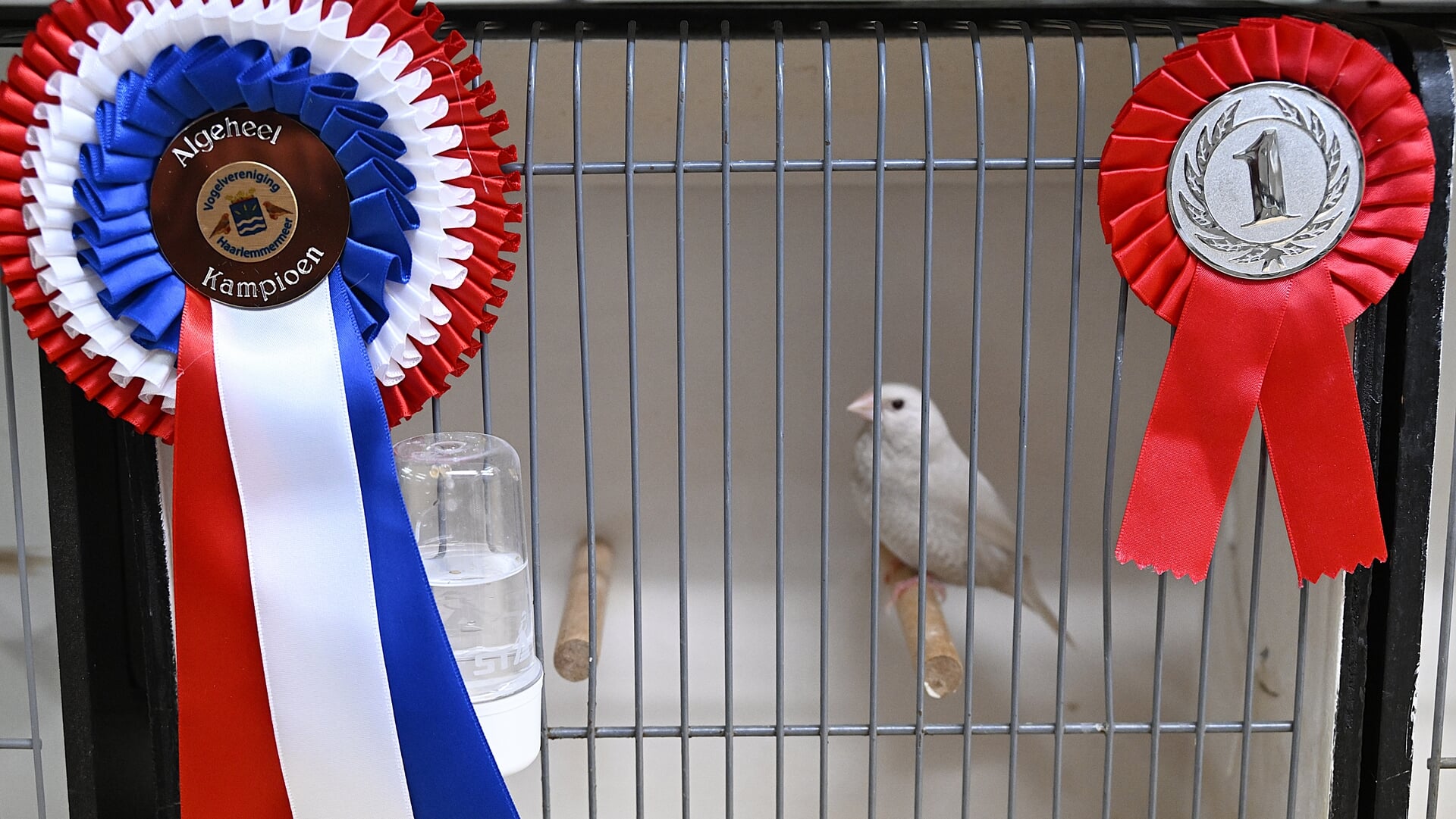 Nationale Vogeltentoonstelling in Zwanenburg: ‘goed geregeld’