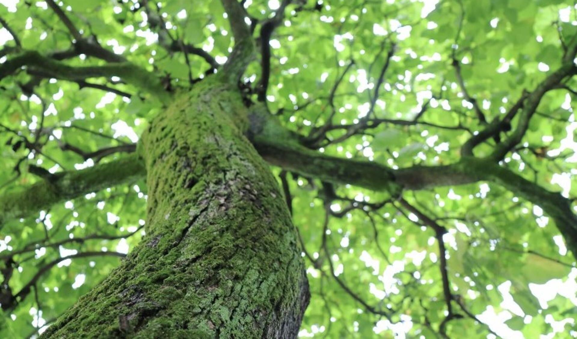 Gemeenteraad Moet Kiezen Over Uitbreiden Bomen - Al Het Nieuws Uit ...