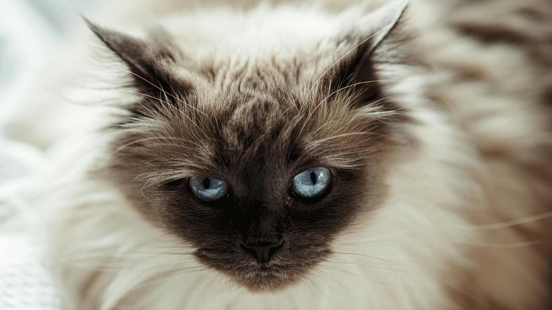 Internationale kattententoonstelling in Beverwijk