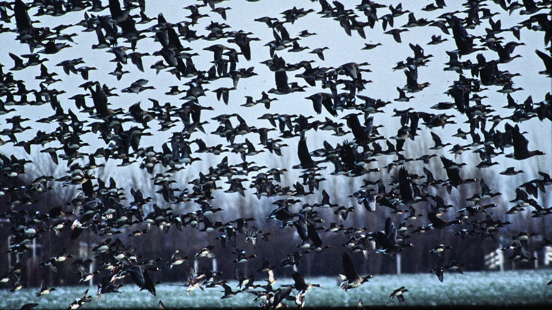 Wintergasten in de Eilandspolder