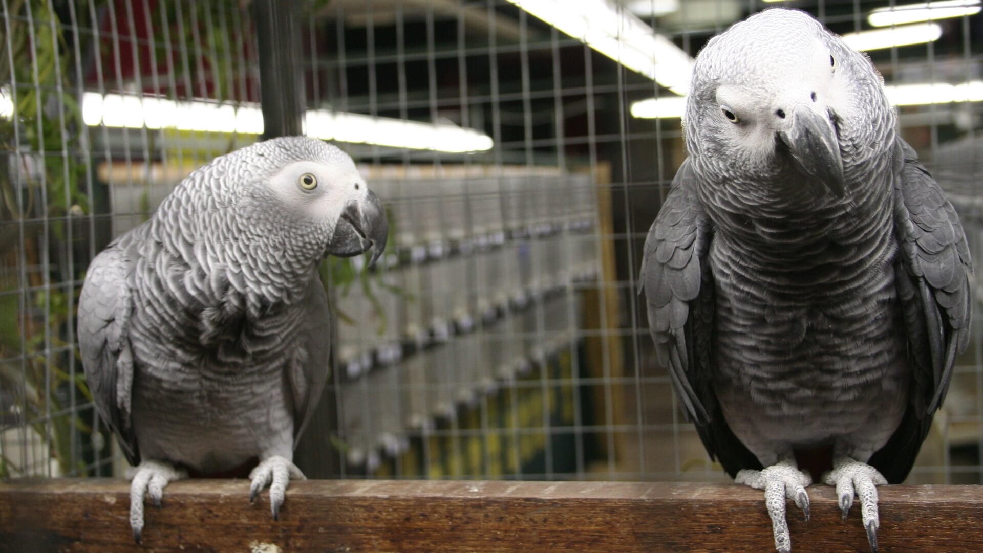 Jaarlijkse vogelshow in café de Paus