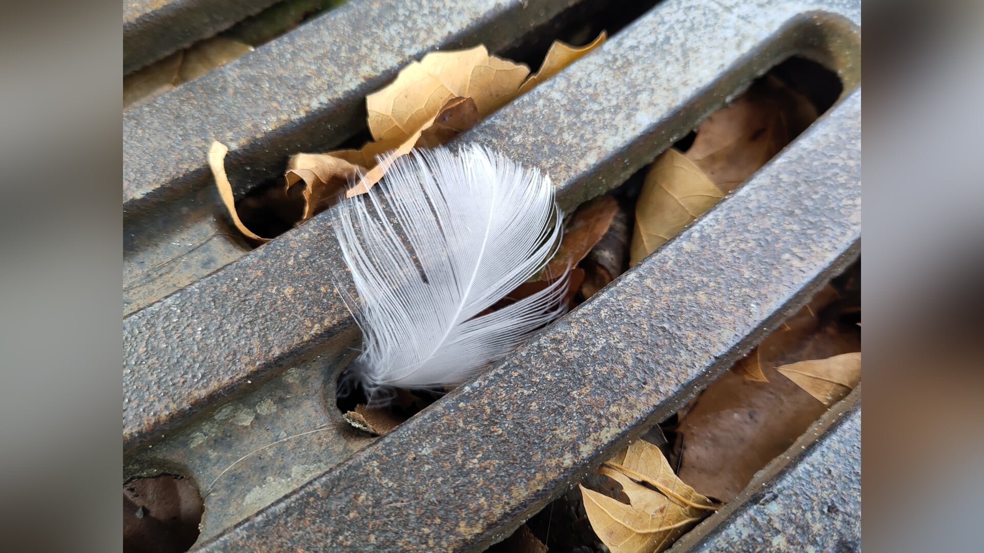 Dit zijn de mooiste foto’s van week 45