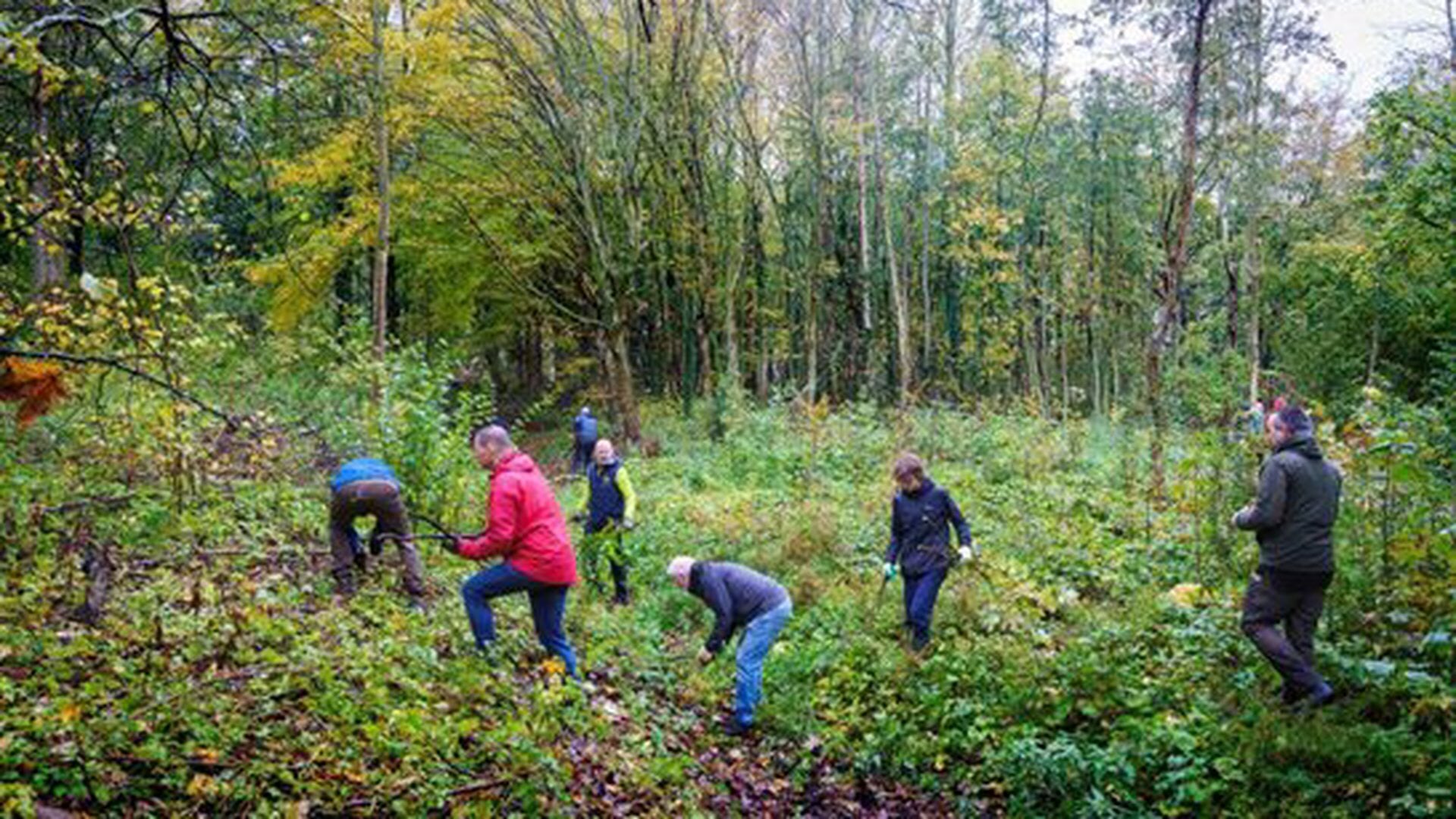 Nieuw verplantseizoen gestart: tweede kans voor jonge bomen in Zuid-Holland