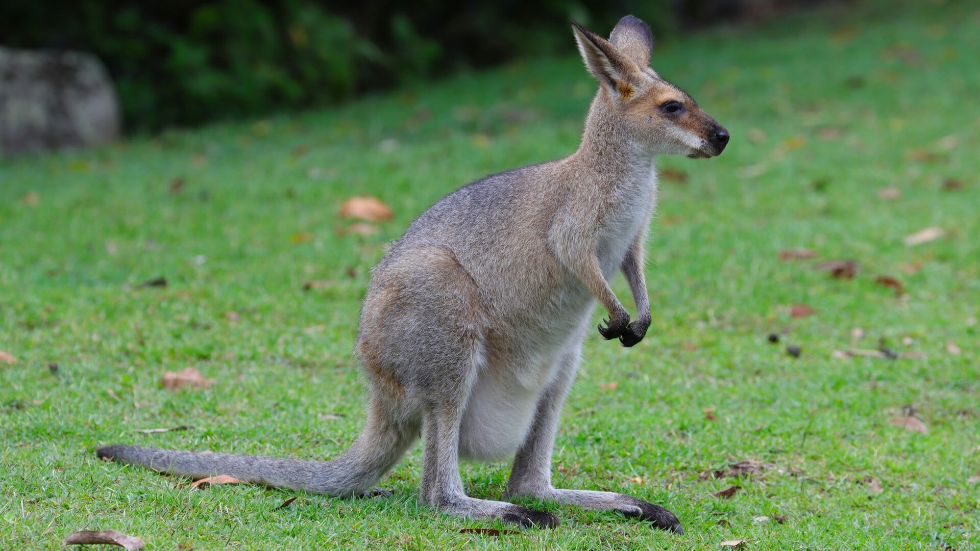 Bijzondere vermissing in Dirkshorn: Wallaby huppelt los rond