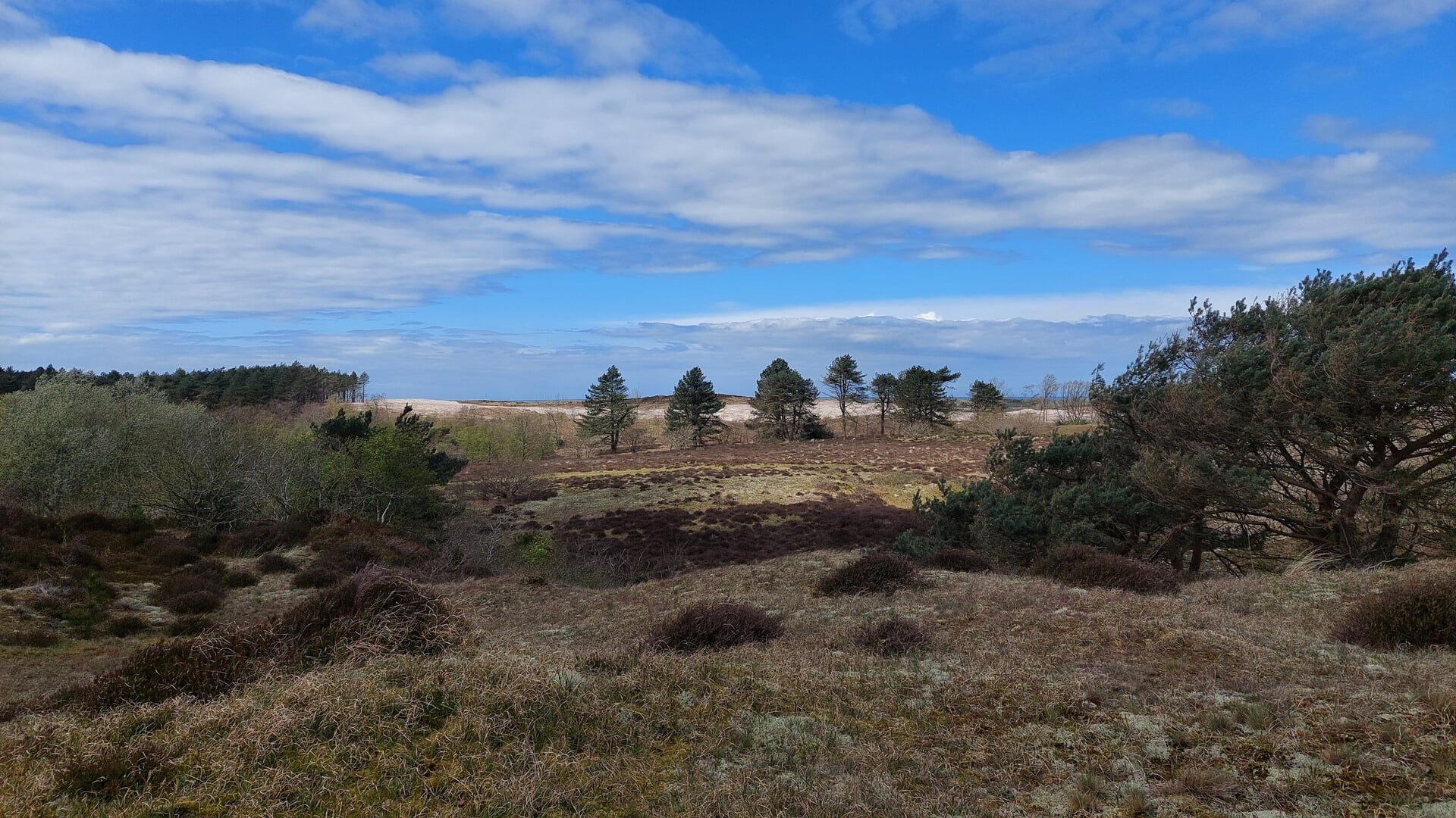 Wandeling door het Bergense duingebied