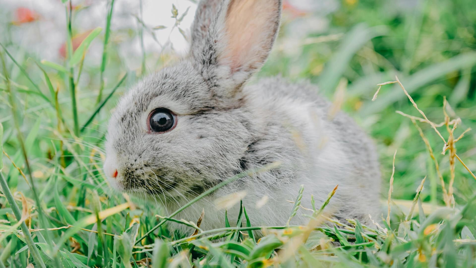 Konijnenvirus in Aagtenpark: Dringend advies om honden aan te lijnen