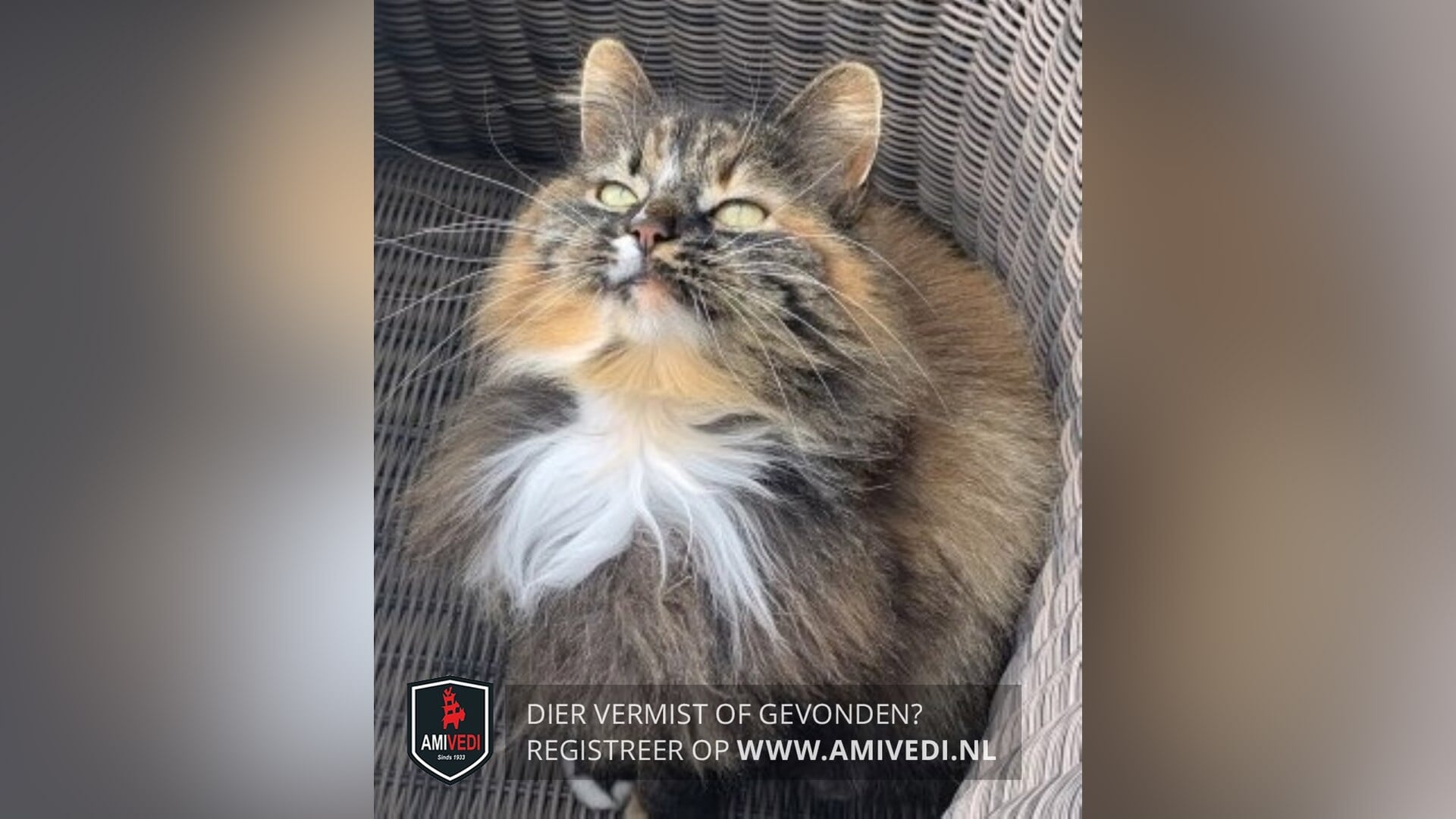 Vermist en gemist: poes Lizzy