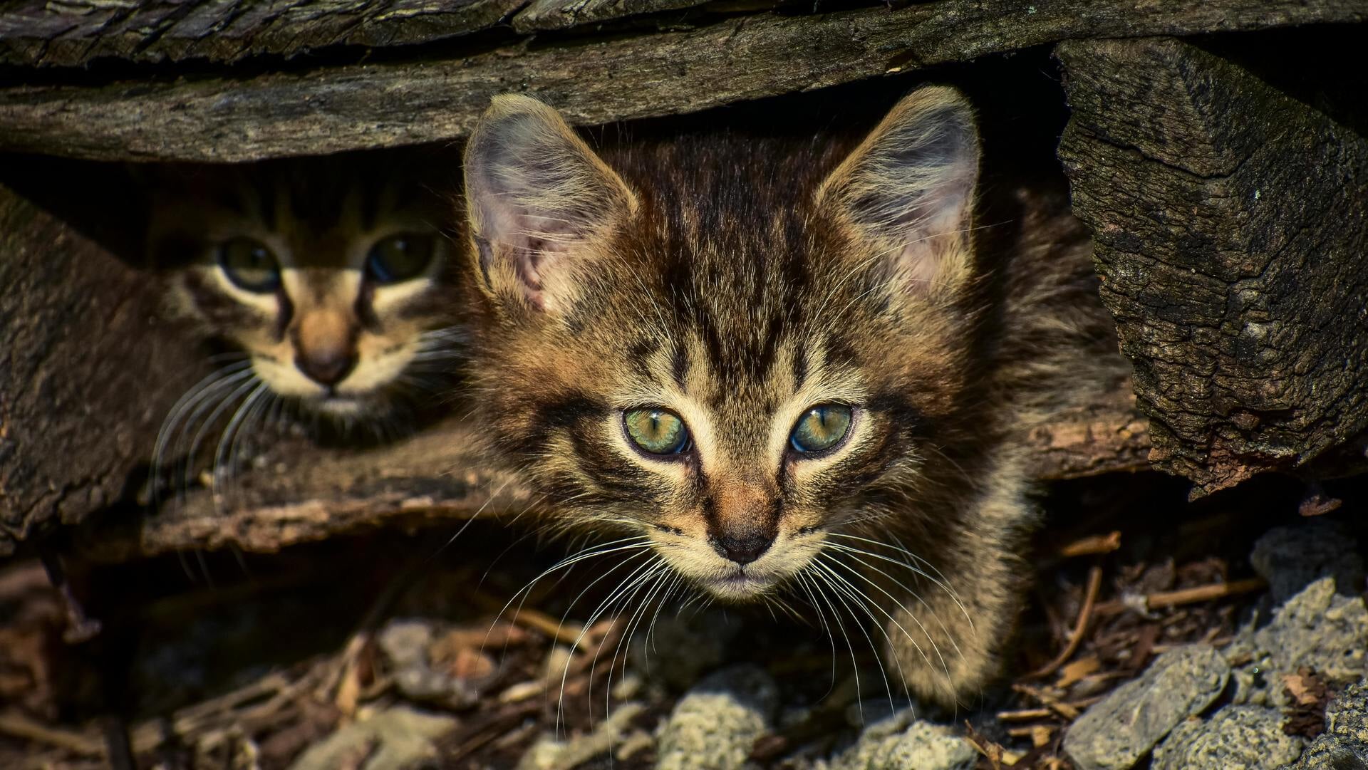 Vermiste en gevonden dieren