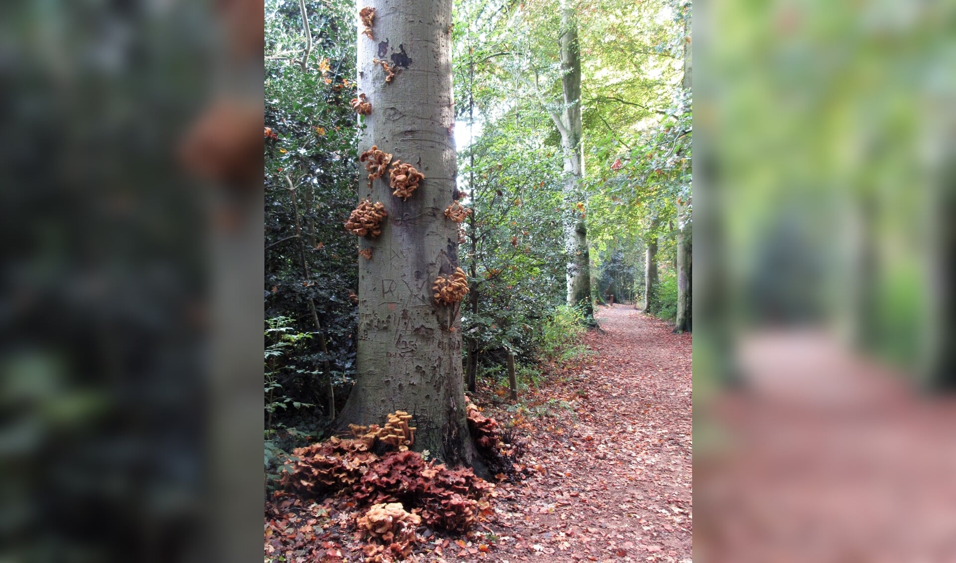 Spectaculaire uitbraak honingzwam in Bos van Wijckerslooth - Al het ...