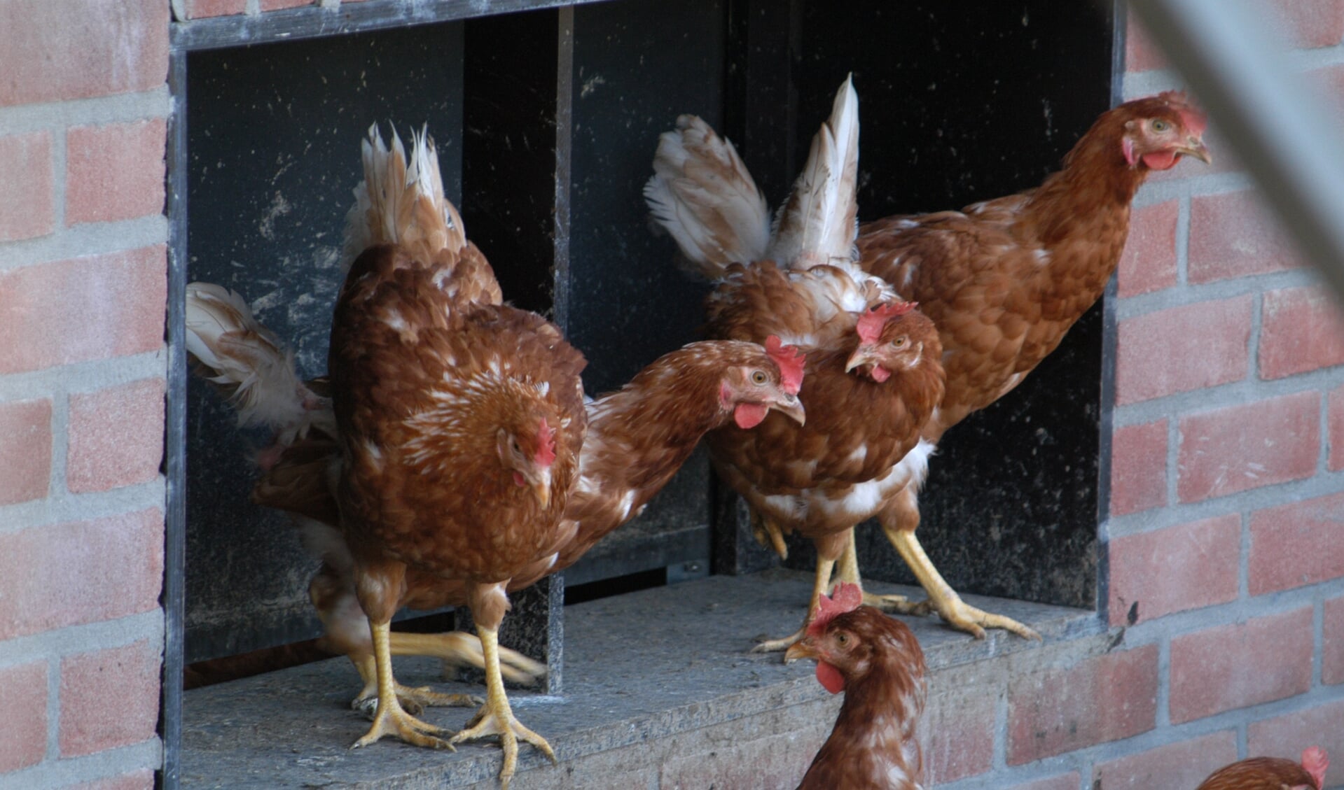 Zorgen Om Vogelgriep: ‘Ik Ben Heel Selectief Wie Ik In Mijn Stallen ...