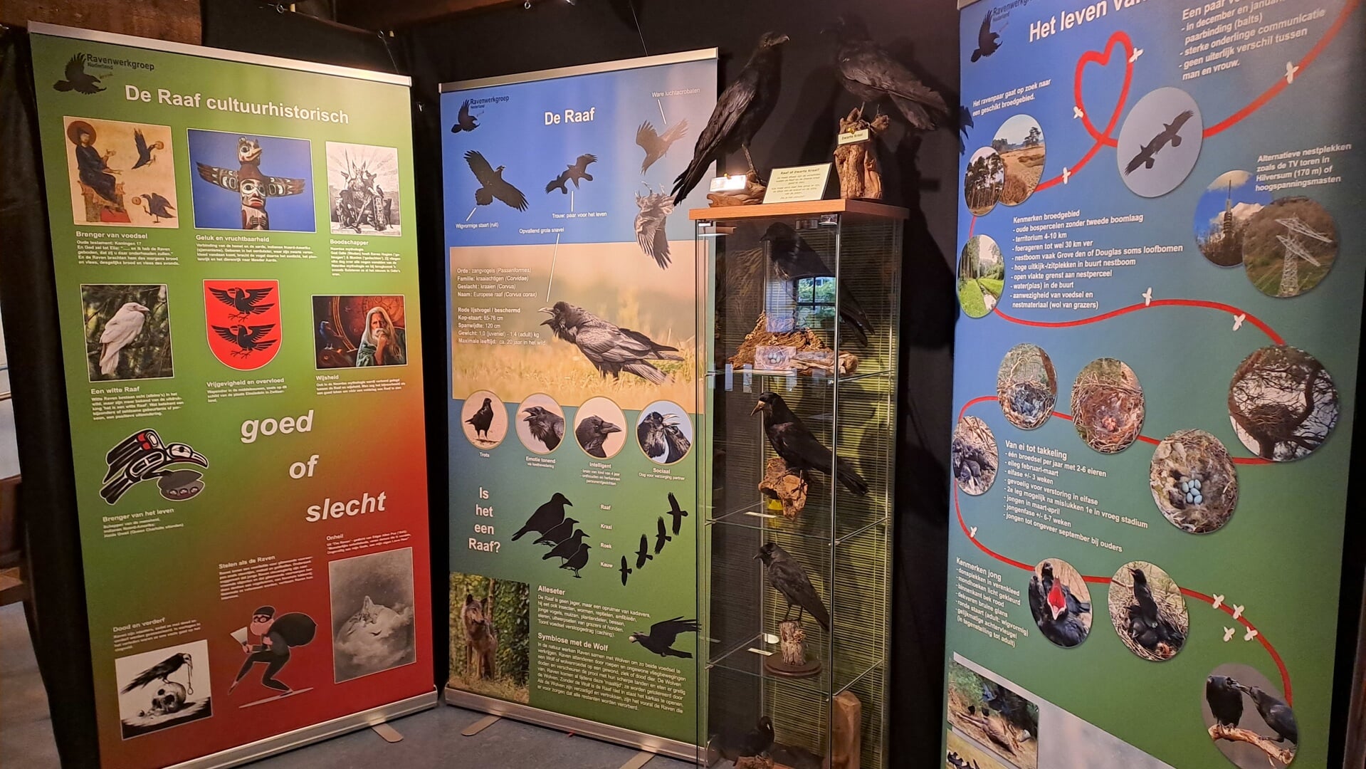 Tentoonstelling over de raaf in het natuurcentrum - Mooi Bernheze
