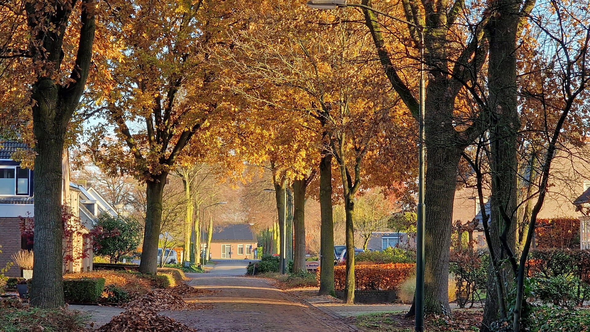 Natuurgroepen: ‘Richt een gemeentelijke afdeling op voor bomen’