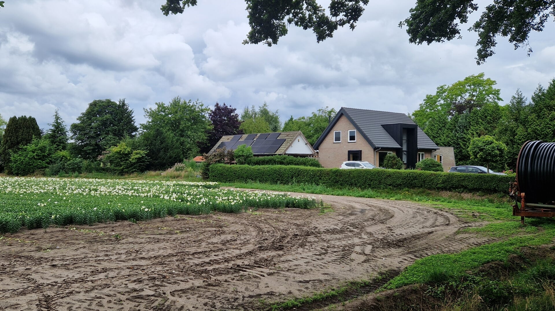 Oproep voor betere aanpak rond lelieteelt