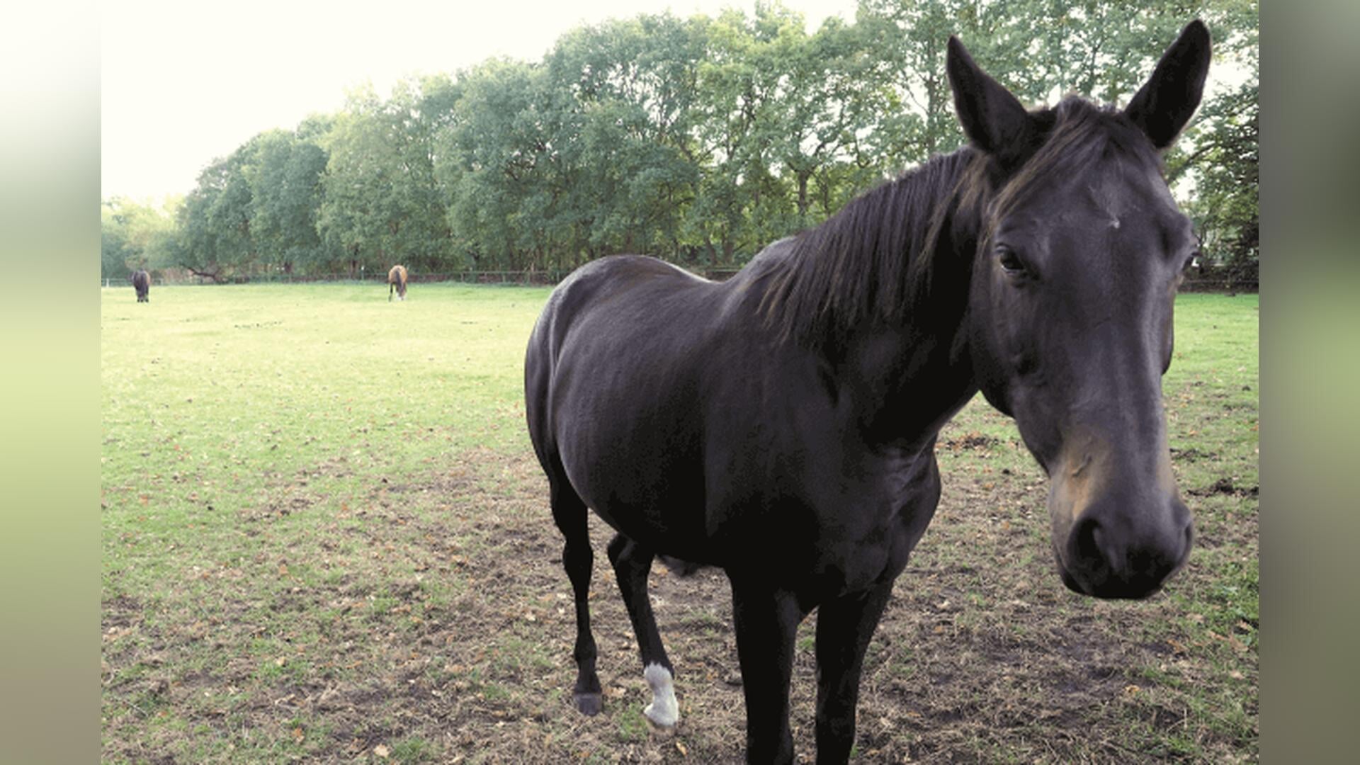 Moeder, kinderen en paarden mogen voorlopig blijven in Steenbergen