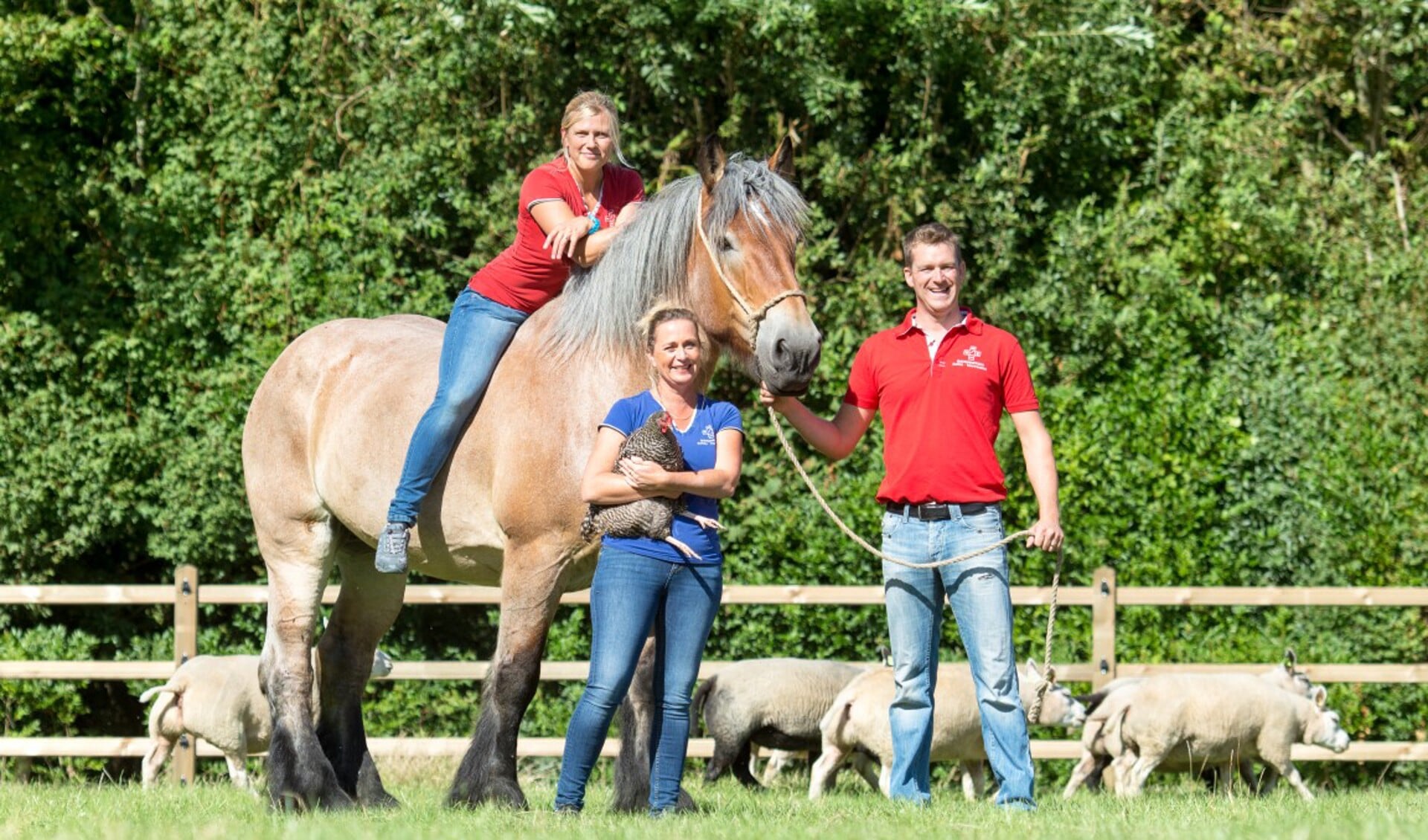 Dierenartsen Borra–Trappeniers verhuisd naar Krommenhoeke