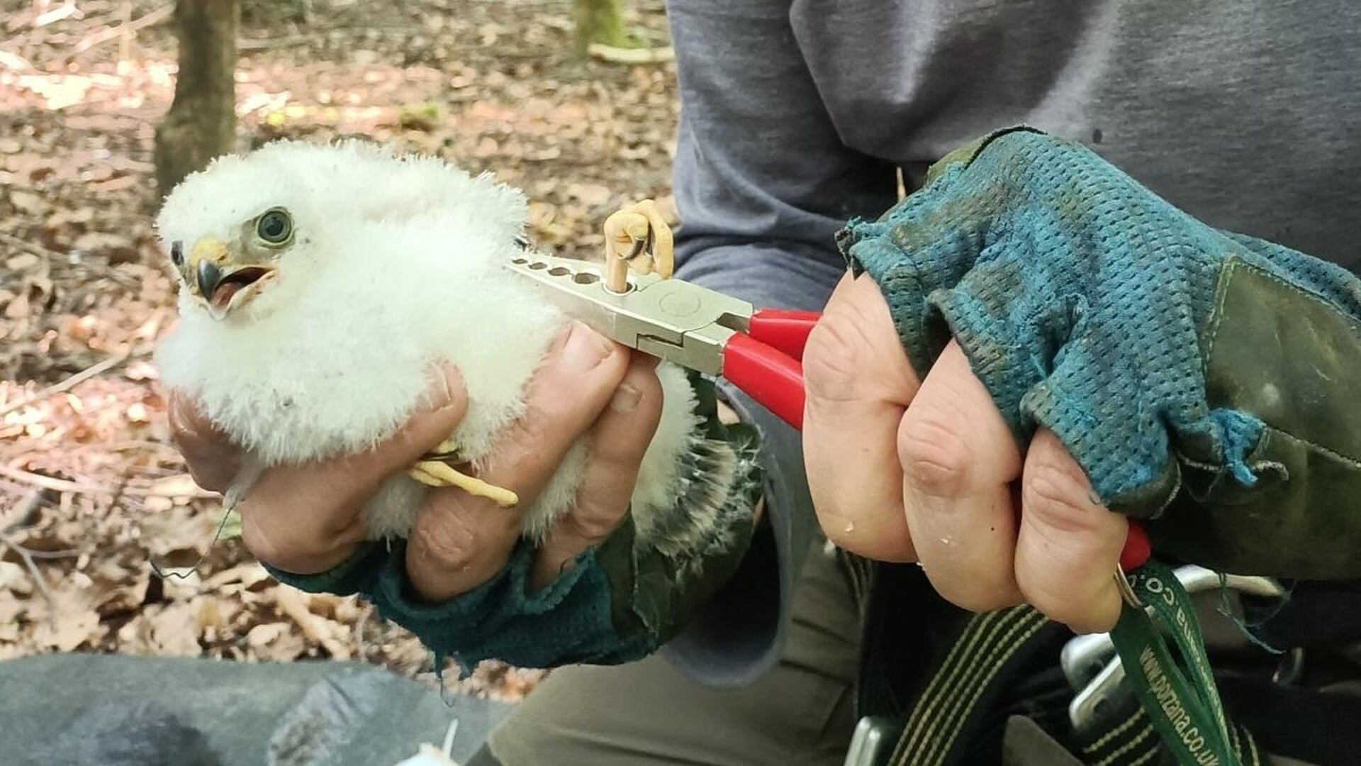 Jonge sperwers geringd in Uithuizermeeden