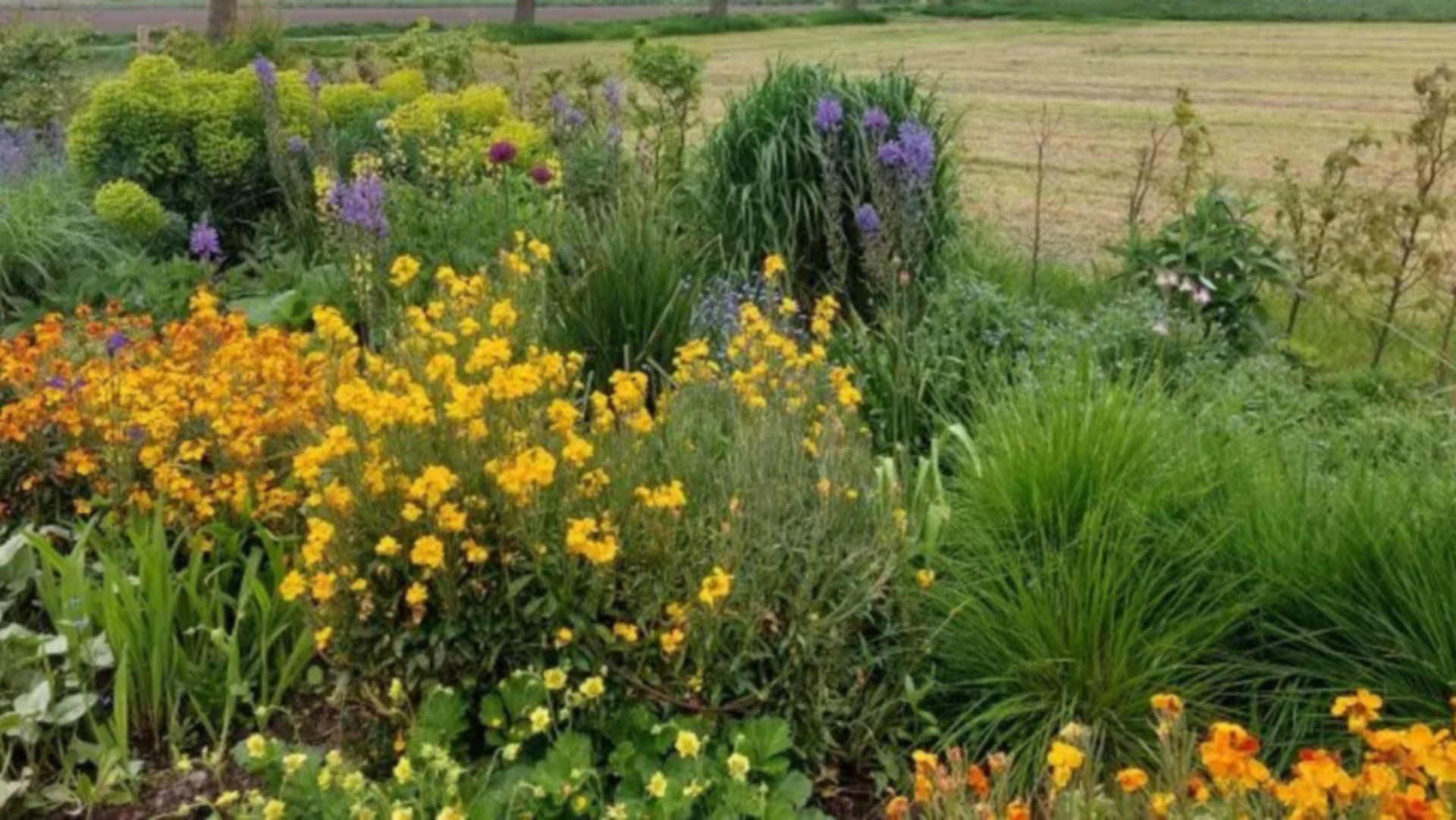 Jouw tuin vergroenen? Krijg gratis planten en een persoonlijk tuinontwerp