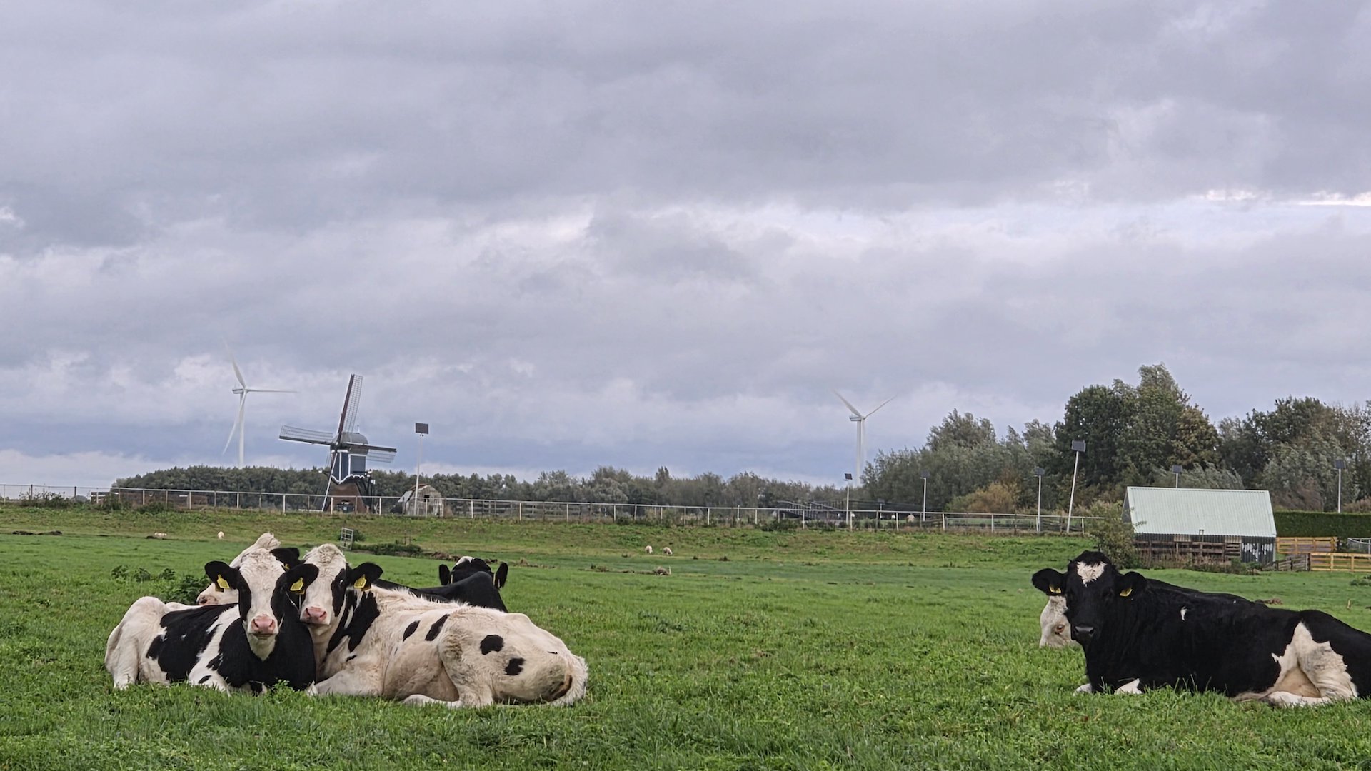 Regio Alphen, Nieuwkoop en Kaag en Braassem]Dit zijn de mooiste foto’s van week 44