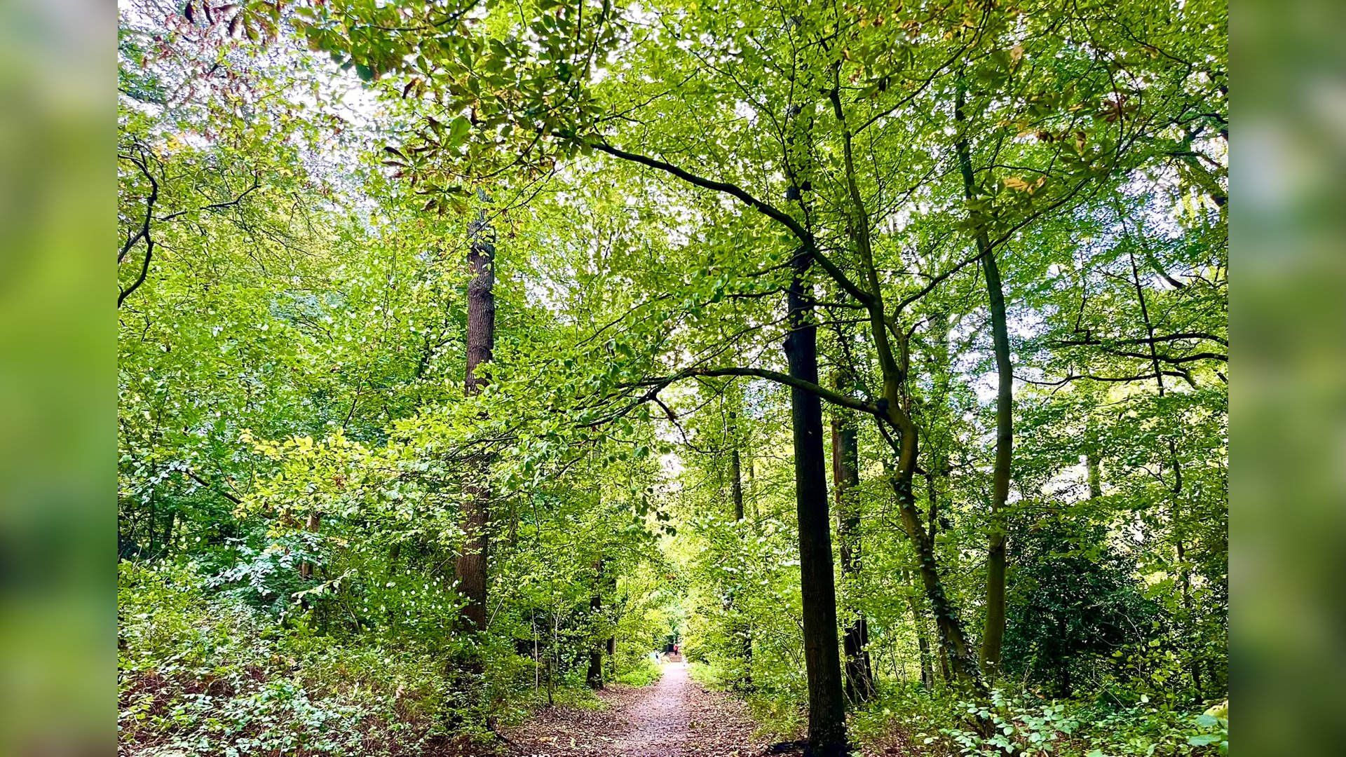 Haarlemmerhout nog opvallend groen: ‘Zoveel blaadjes eind oktober heb ik nog nooit gezien’