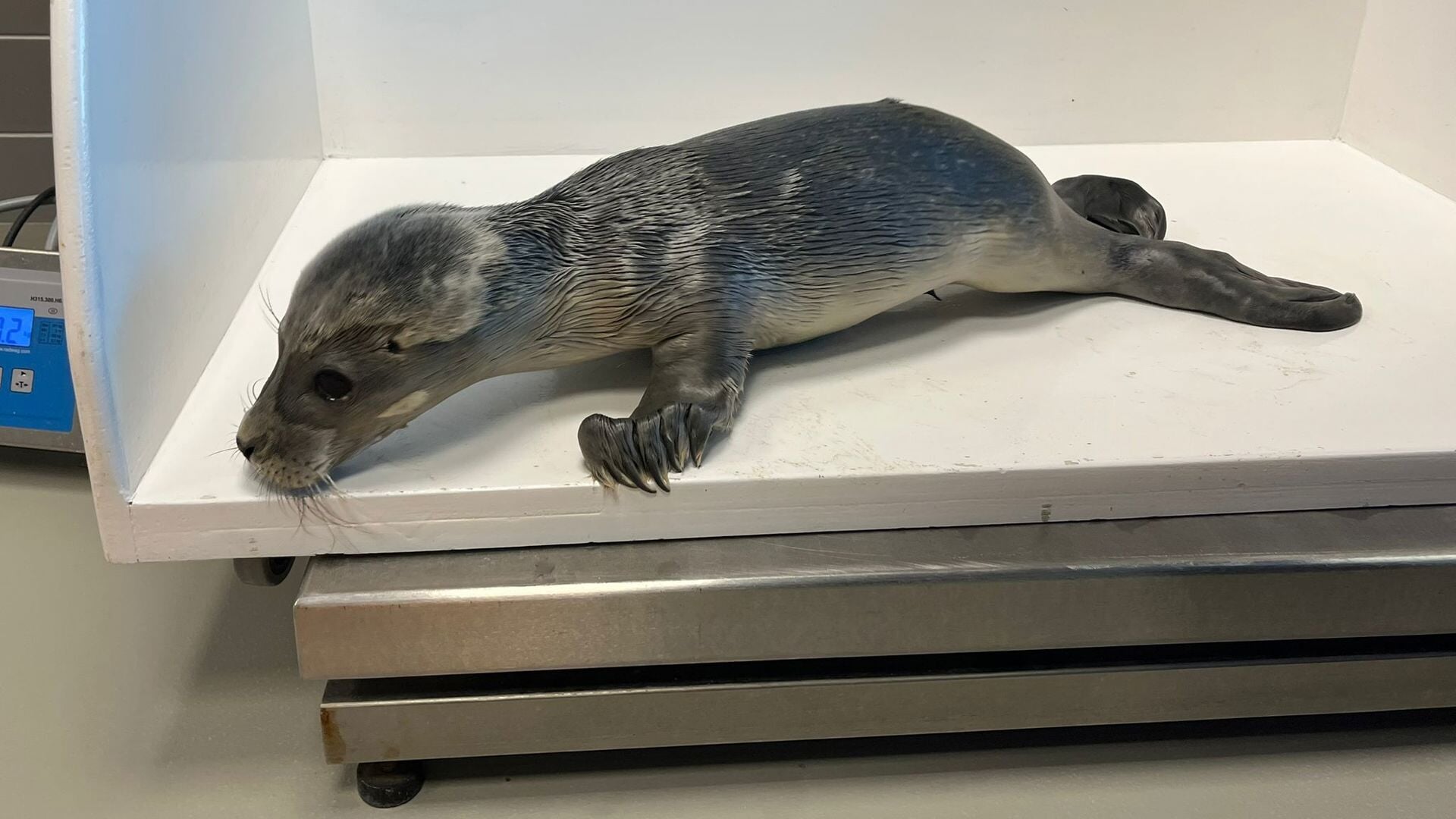 Politie vindt pasgeboren zeehondenpup bij illegaal feest Borgsweer