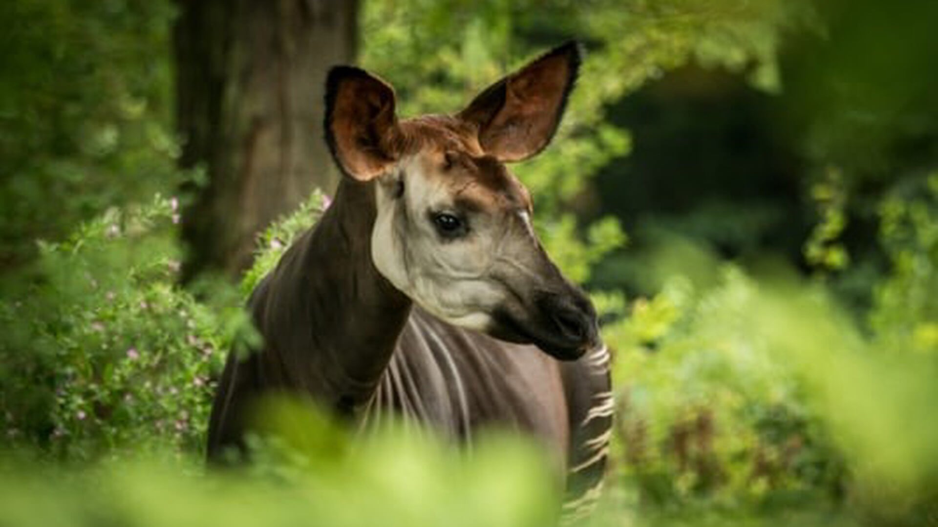 ZooParc Overloon verwelkomt okapi