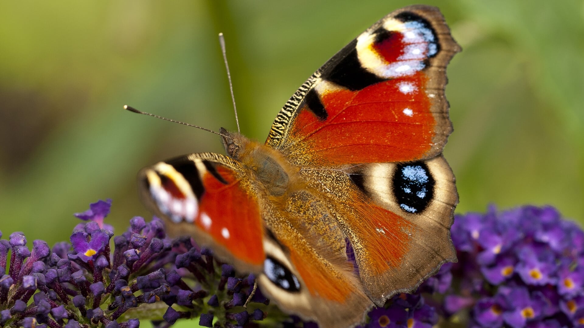 IVN Natuureducatie op excursie naar Vlinderkamp