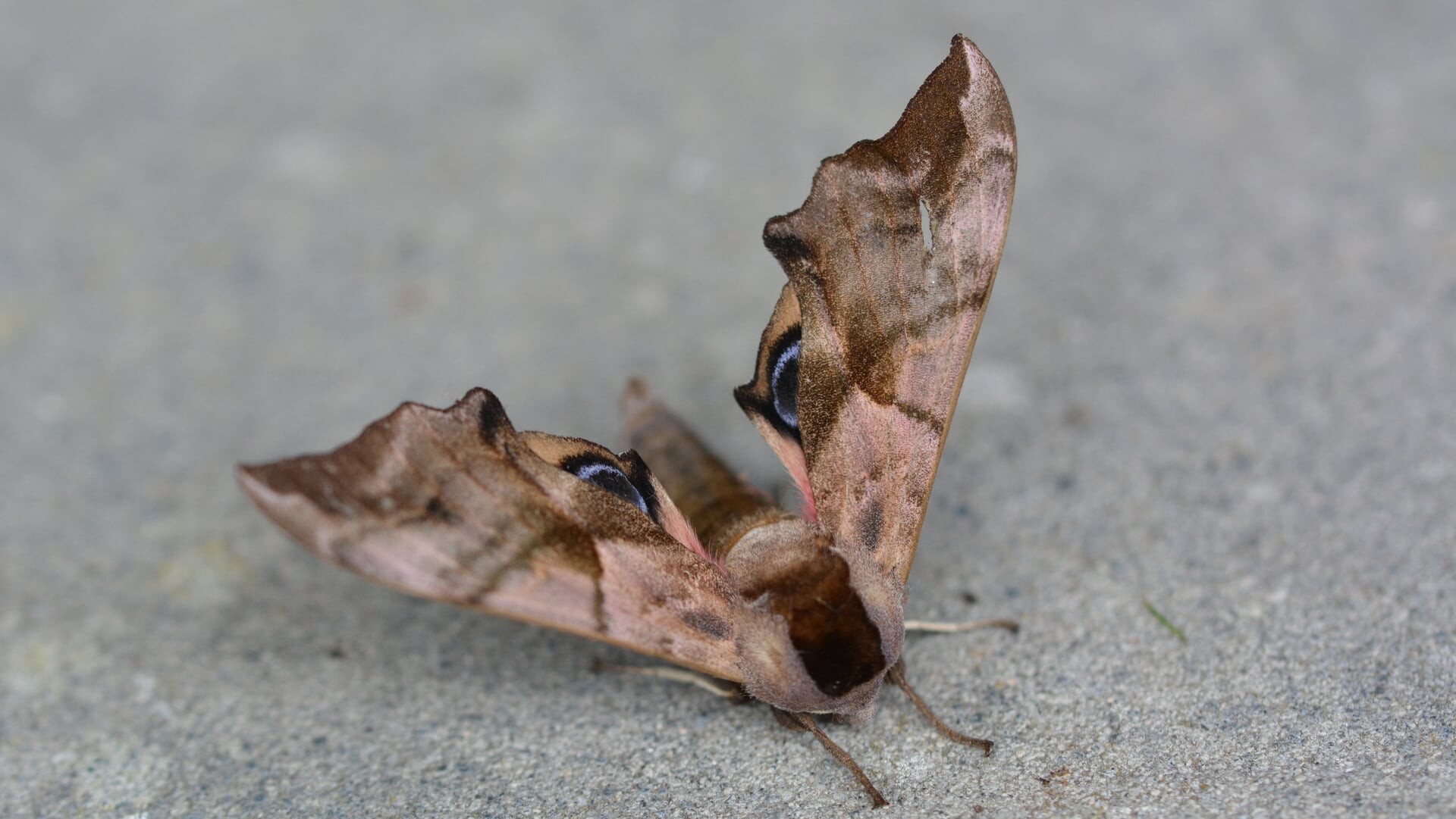 Natuurexcursies in Eemshaven en Middelstum