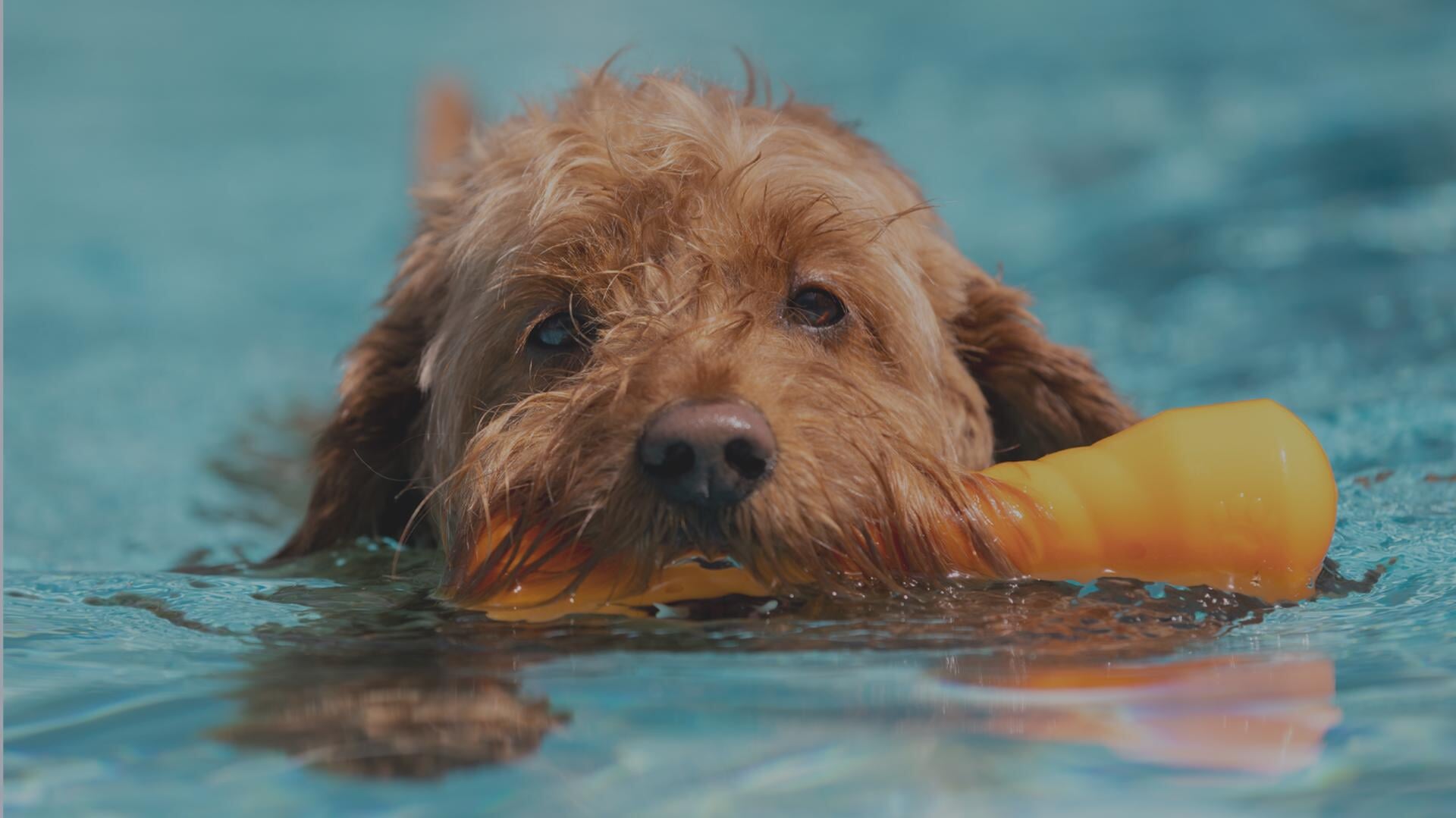 Hondenplons in Loppersum