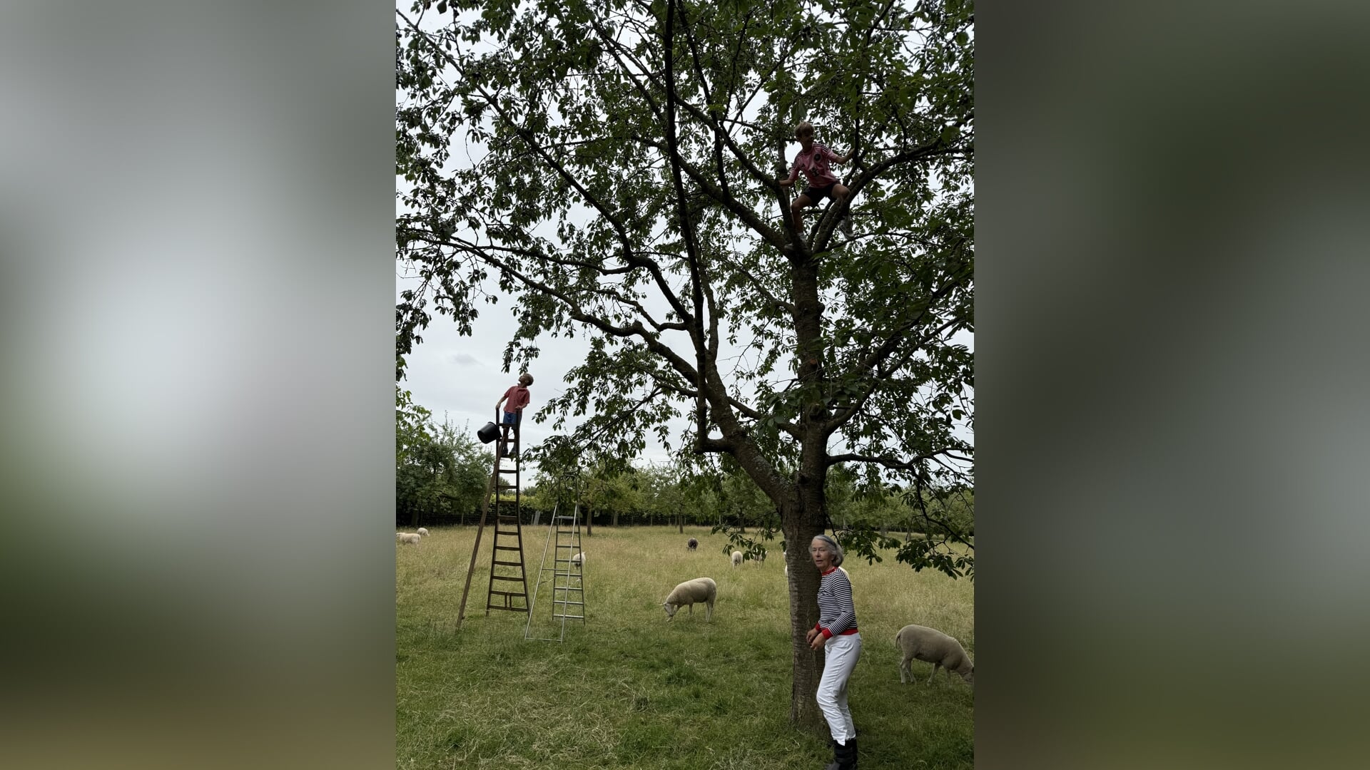 Jaarlijkse plukdag in boomgaard Rensumaborg