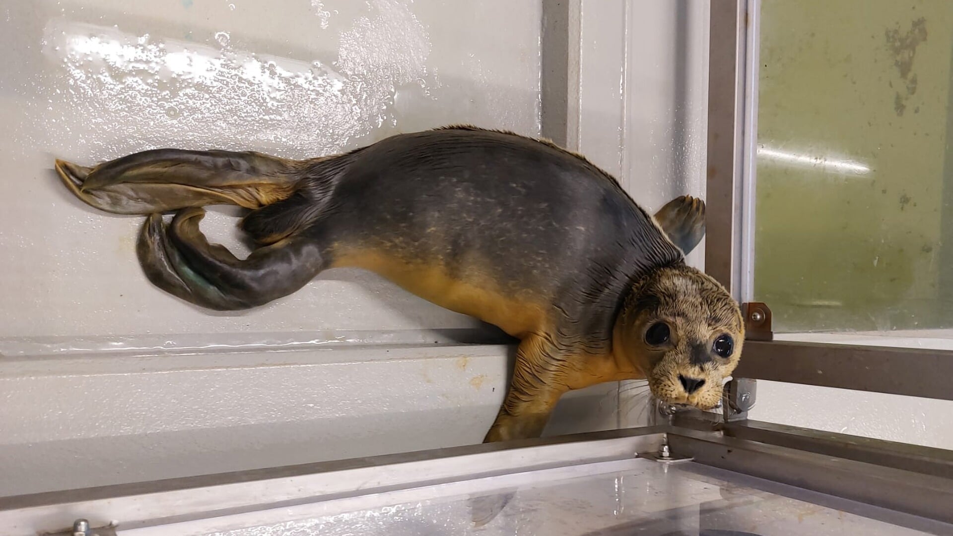 Zeehond Rave krijgt haar vrijheid terug
