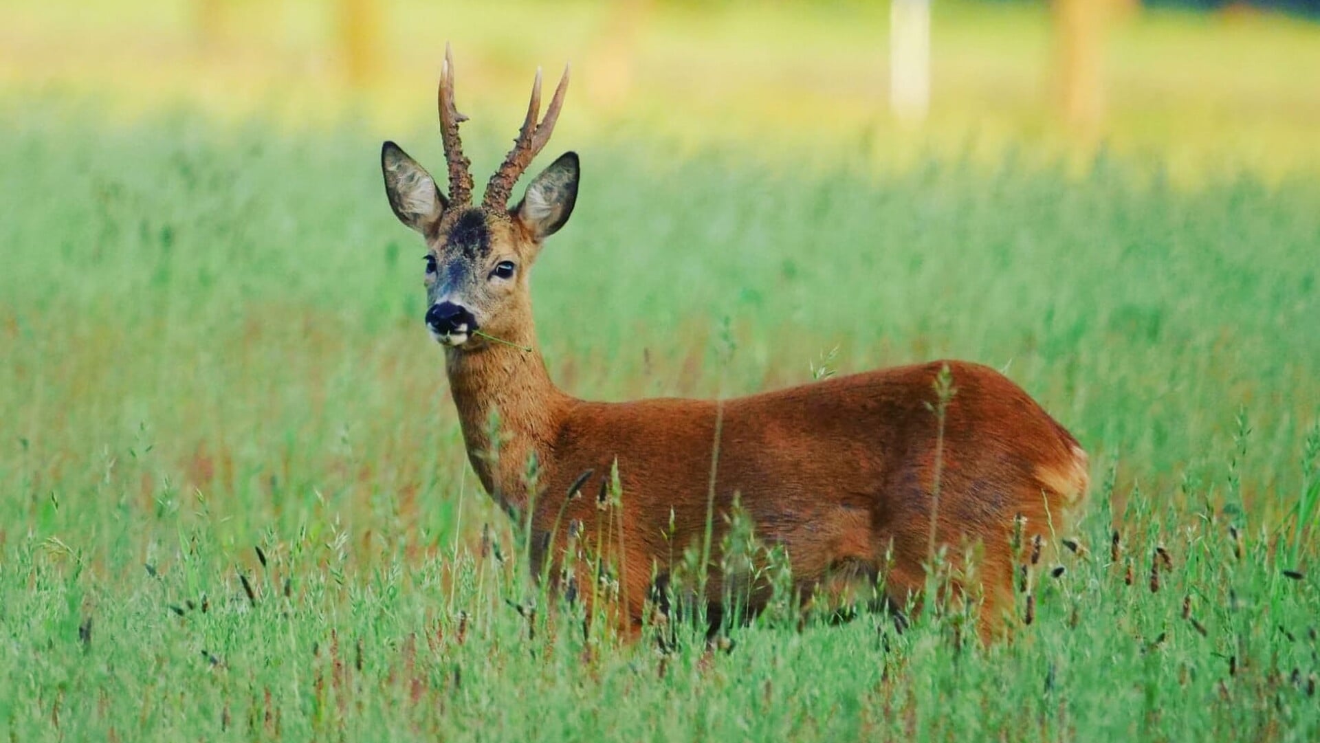 Reeënsafari op de fiets bij Boomkroonpad