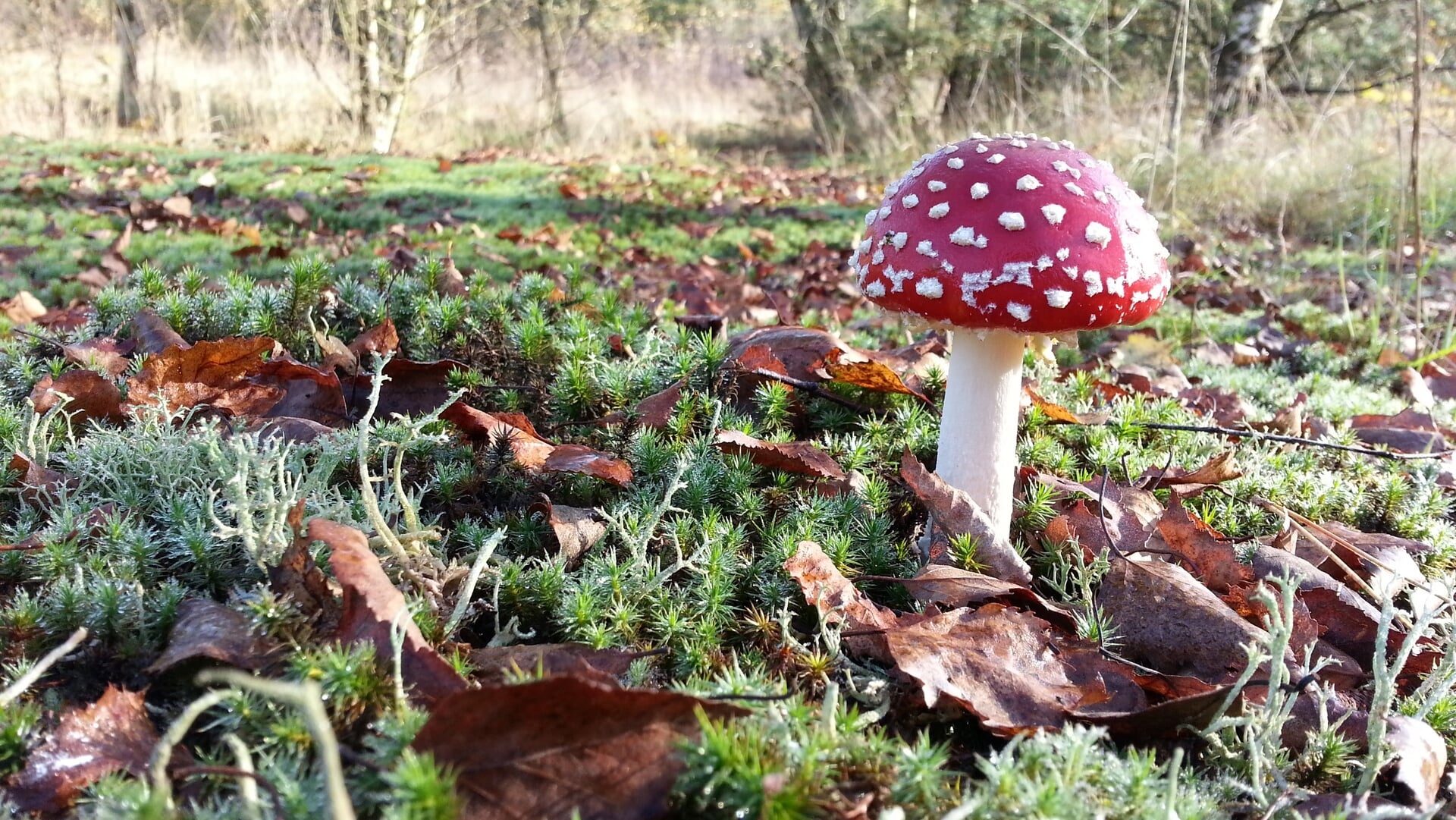 Herfstwandeling en paddenstoelen zoeken in Westerwolde