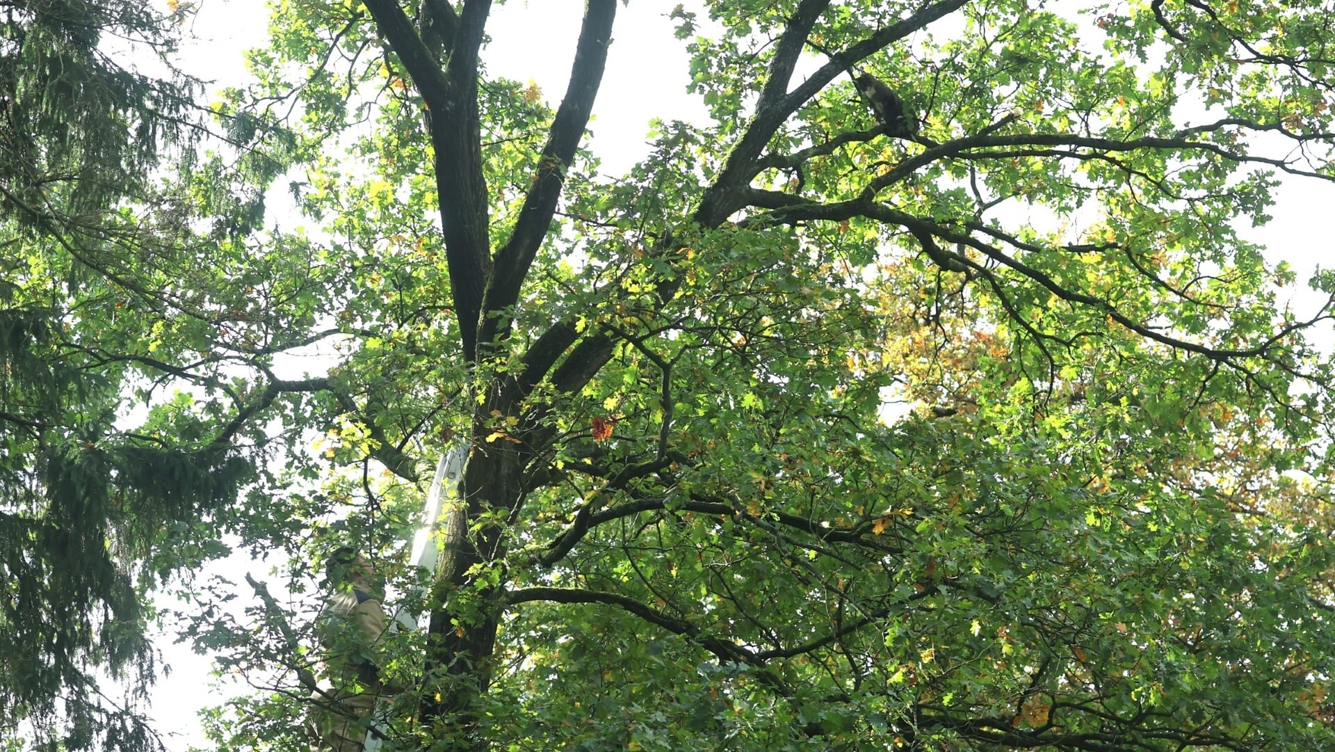Brandweer helpt poesje uit boom in Gasselte