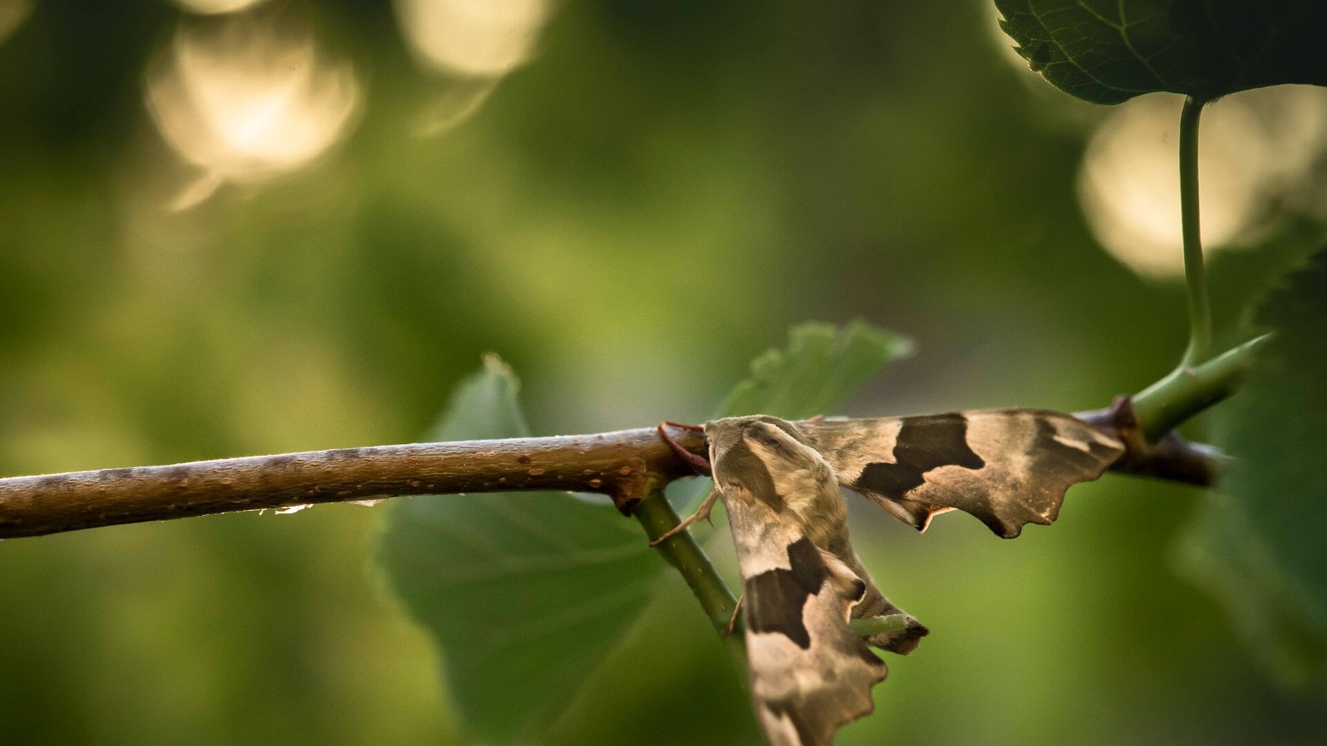 Nachtvlinders kijken bij Natuurcentrum De Maashorst