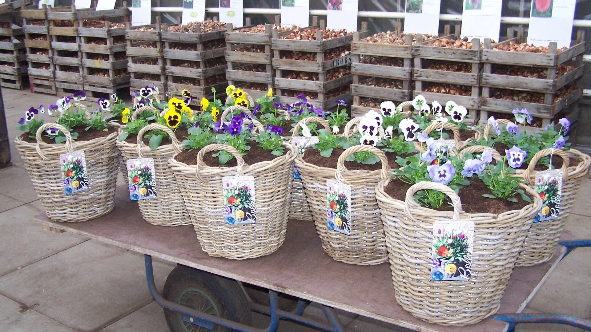Een mand vol bloemen bij Kwekerij Van Oostwaard