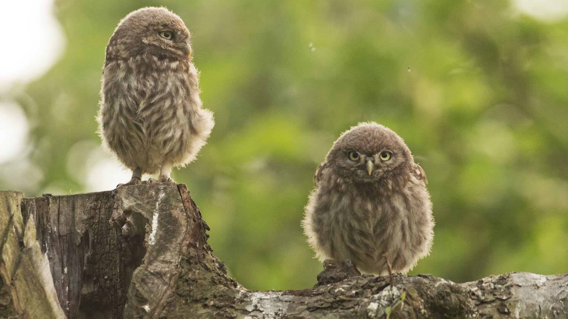 Lezing over steenuil in dorpshuis Exloo