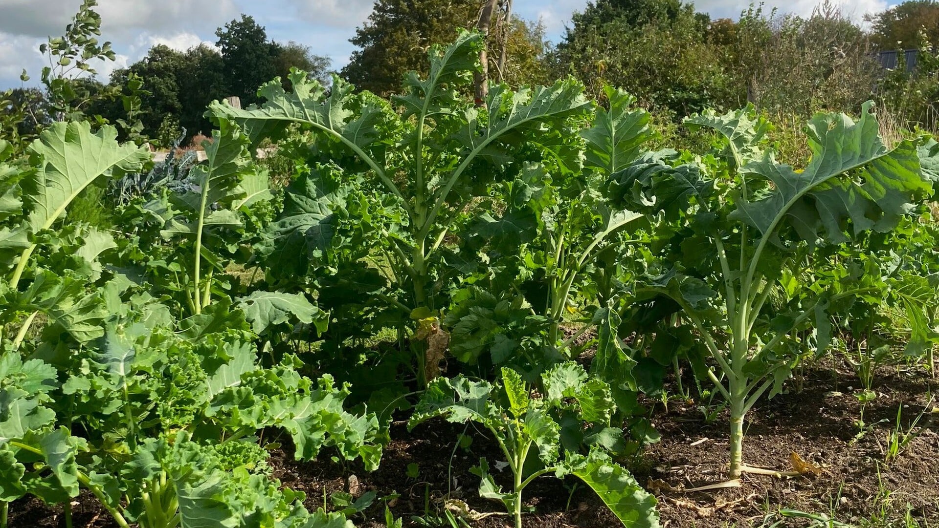 Bijzondere Groninger ‘mous’ in de spotlights in Bedum