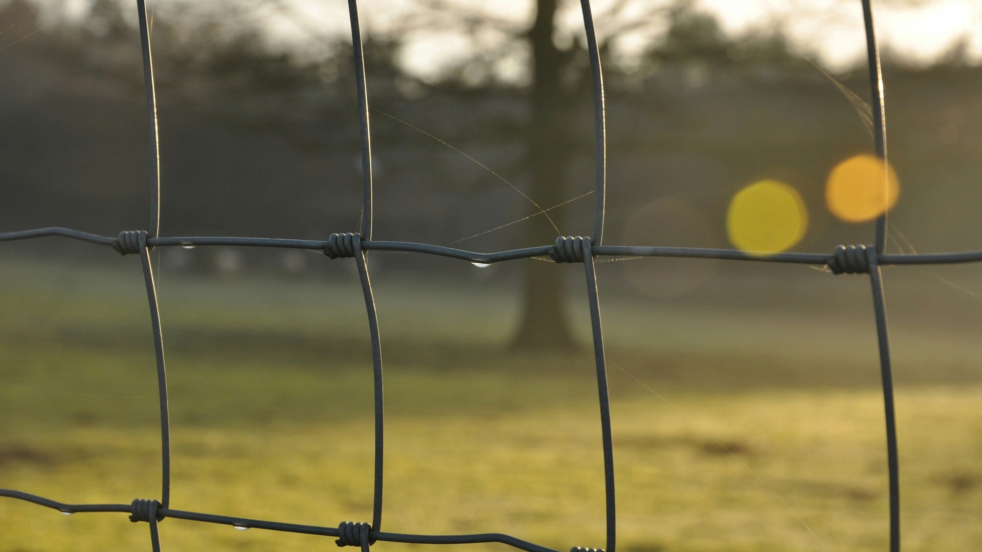 Nipte nederlaag Corenos