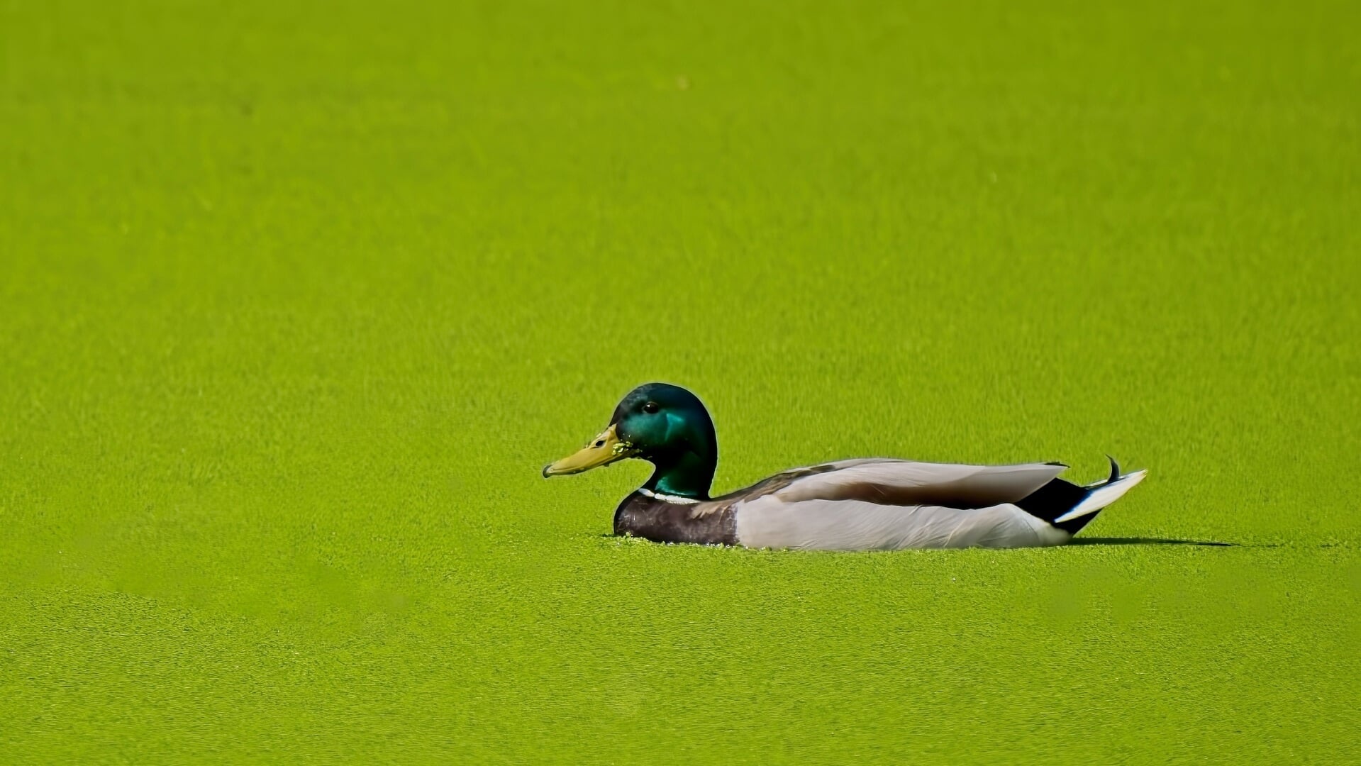 Stikstof, bron van leven en ellende