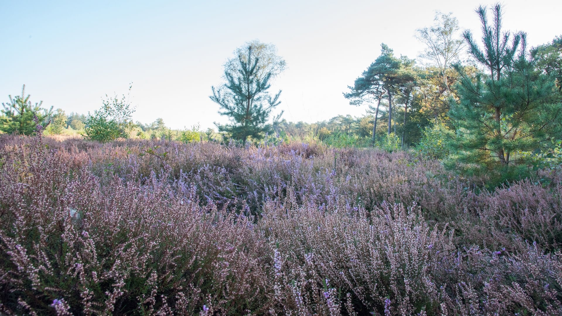 Wandel mee met IVN Bernheze natuurgidsen